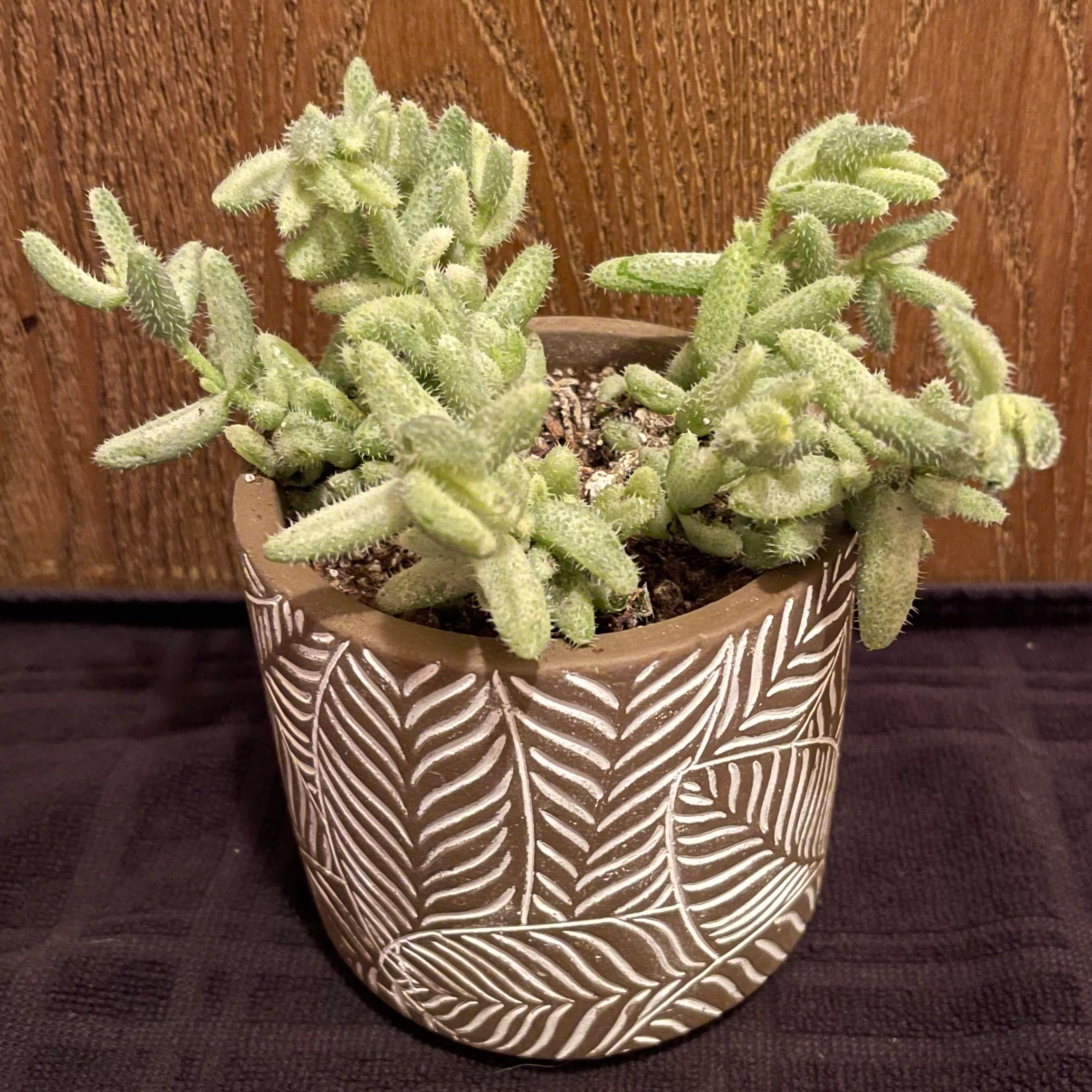 Photo of the plant species Variegated Pickle Plant by @riverzend named del mar on Greg, the plant care app