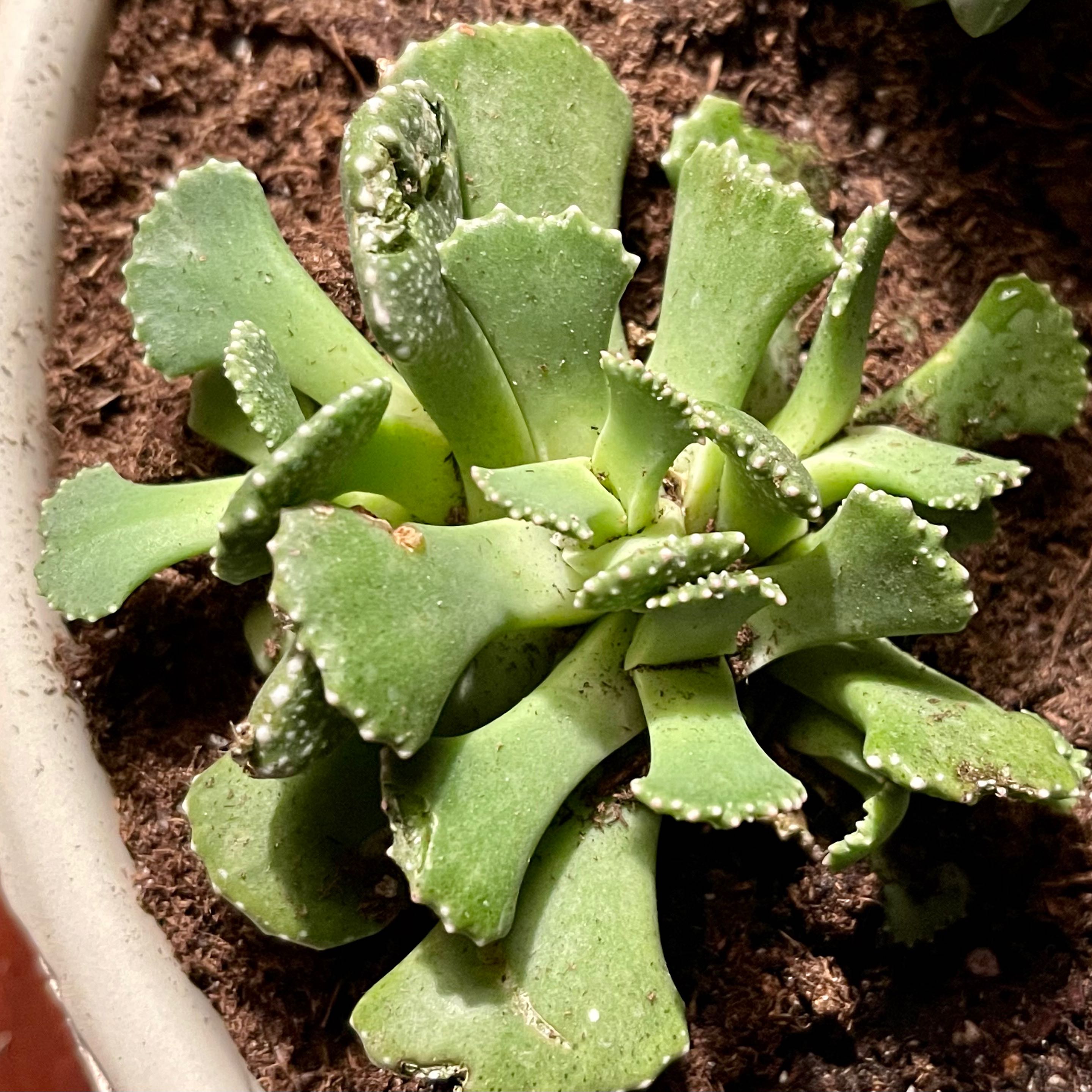 Concrete Leaf Living Stone succulent with green, speckled leaves in a pot with visible soil.