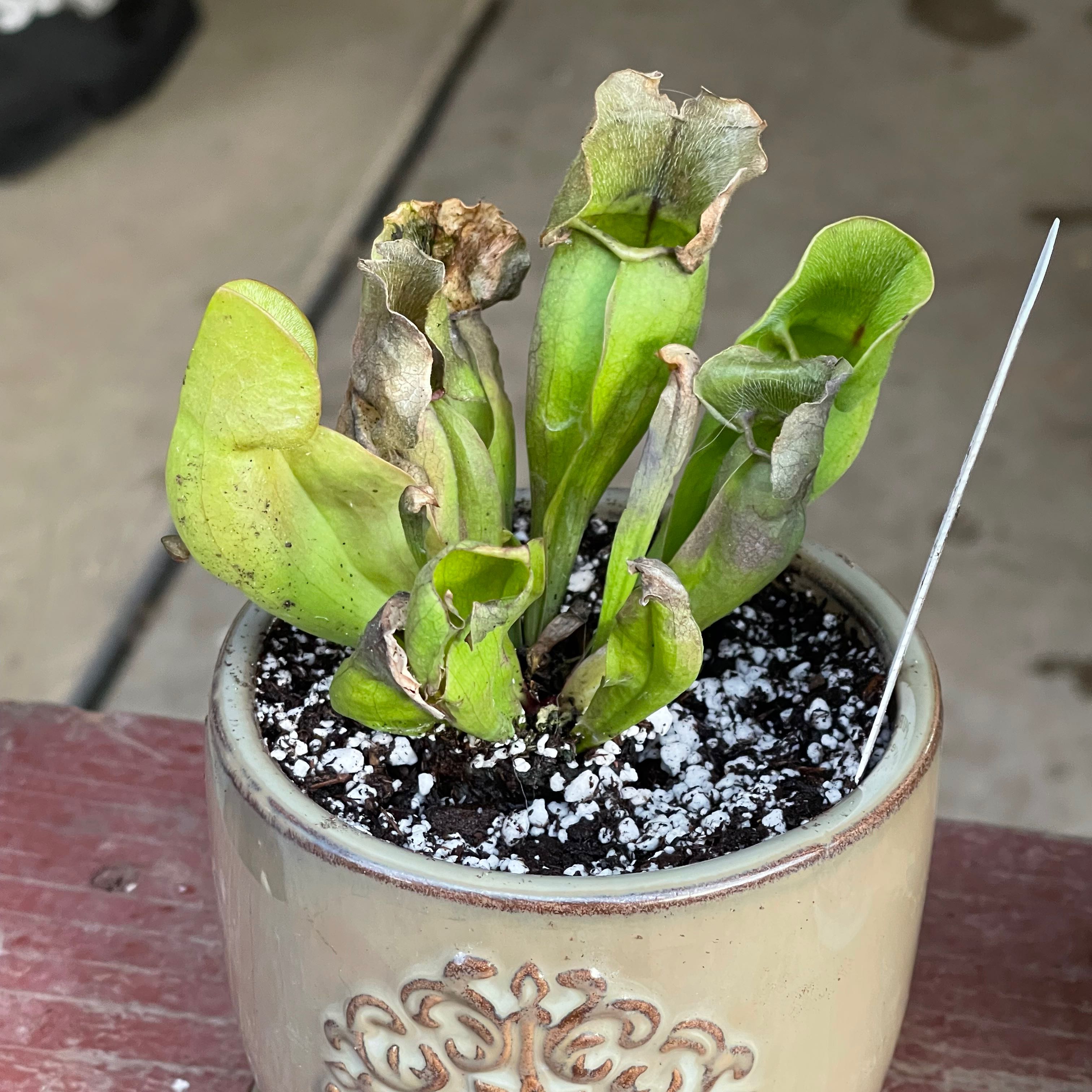 Purple Pitcher Plant in a pot with visible yellowing and browning leaves.