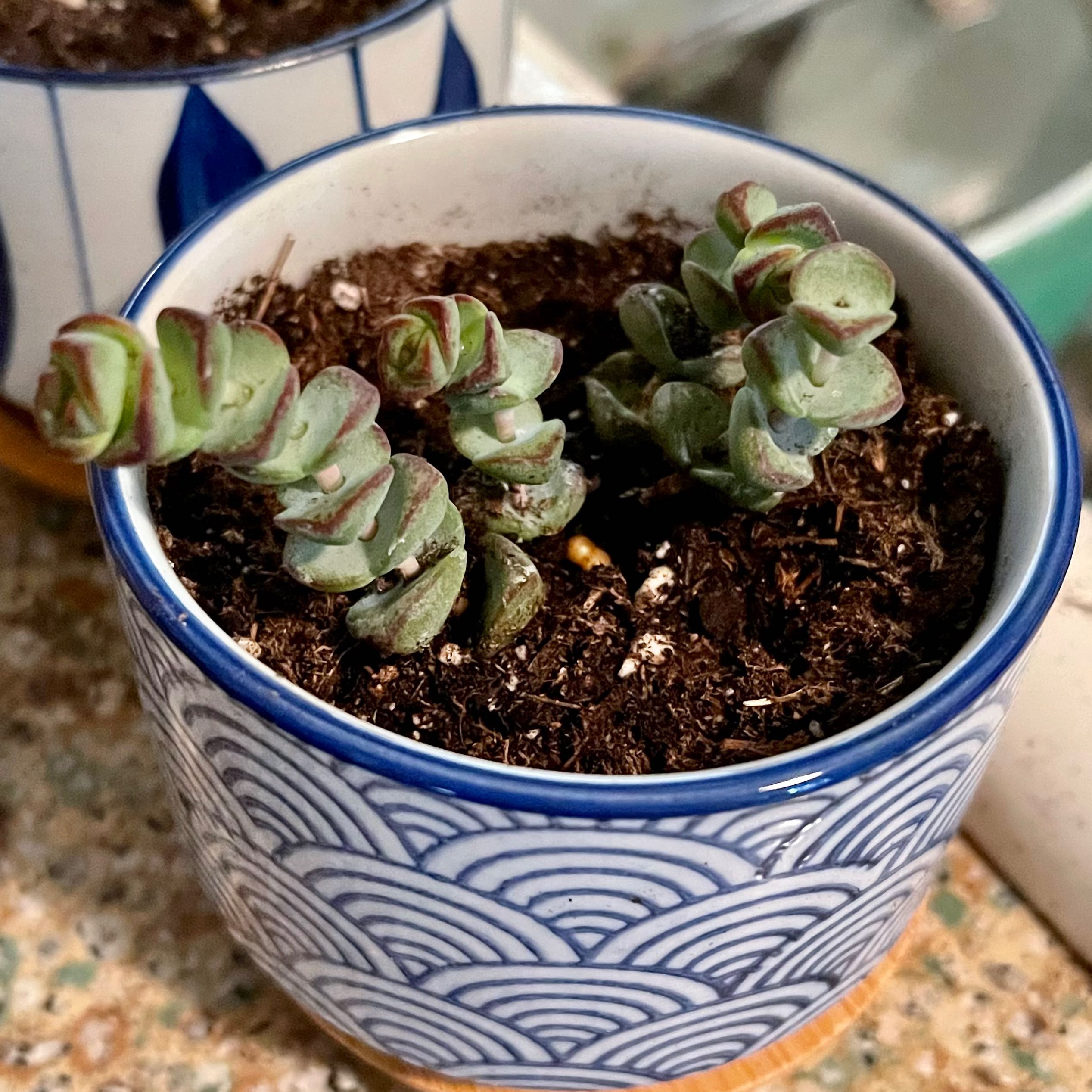 Crassula rupestris plant in a decorative pot with visible soil, healthy leaves, and no flowers.