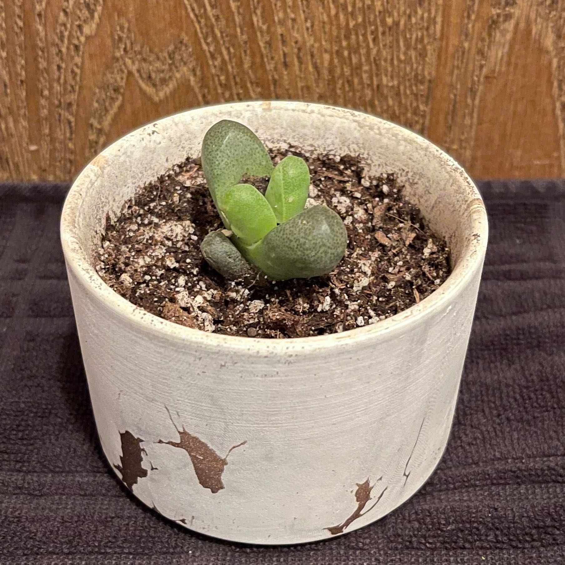 Photo of the plant species Tanquana hilmarii by @riverzend named tank on Greg, the plant care app