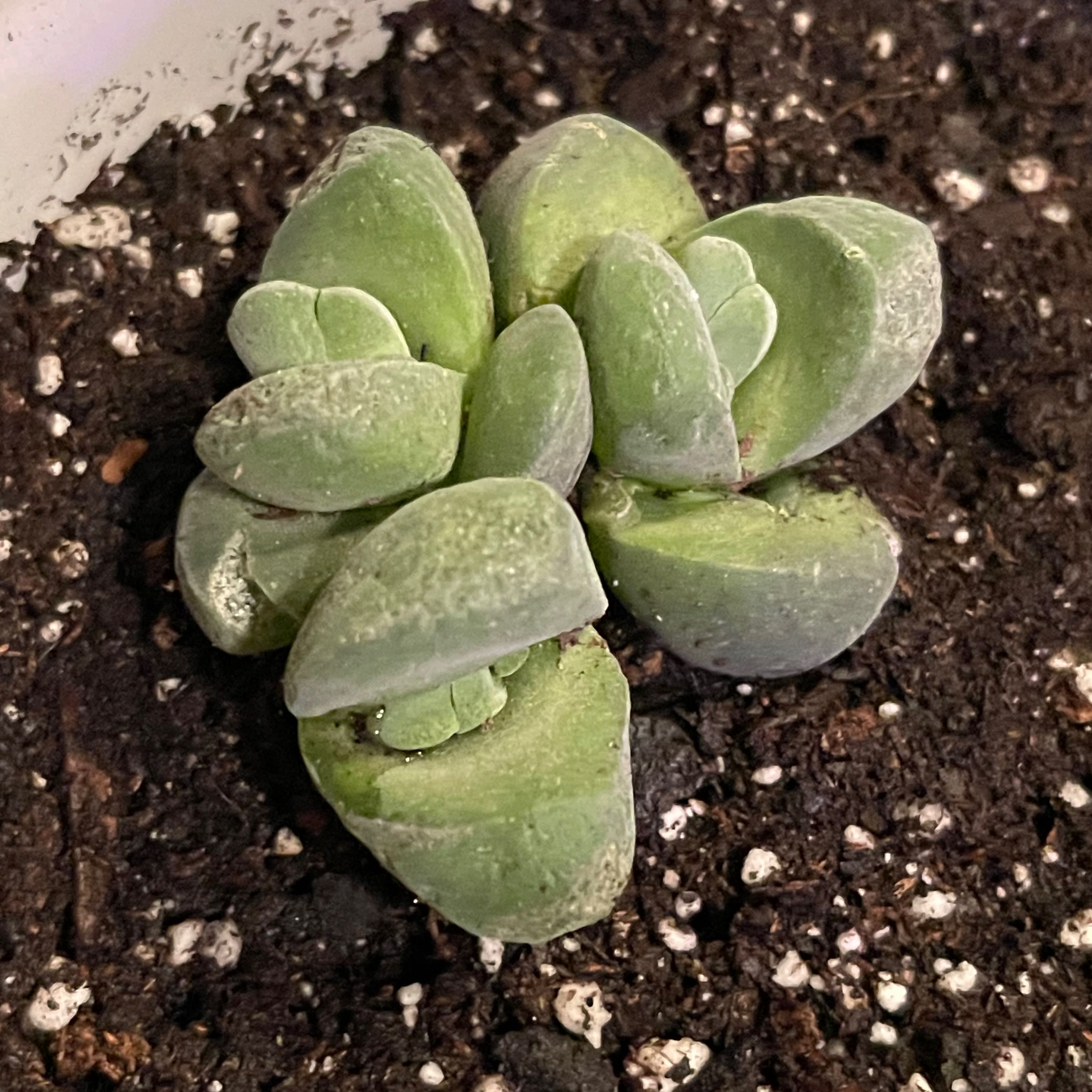 Photo of the plant species Gibbaeum dispar mesembs by @riverzend named gibby on Greg, the plant care app