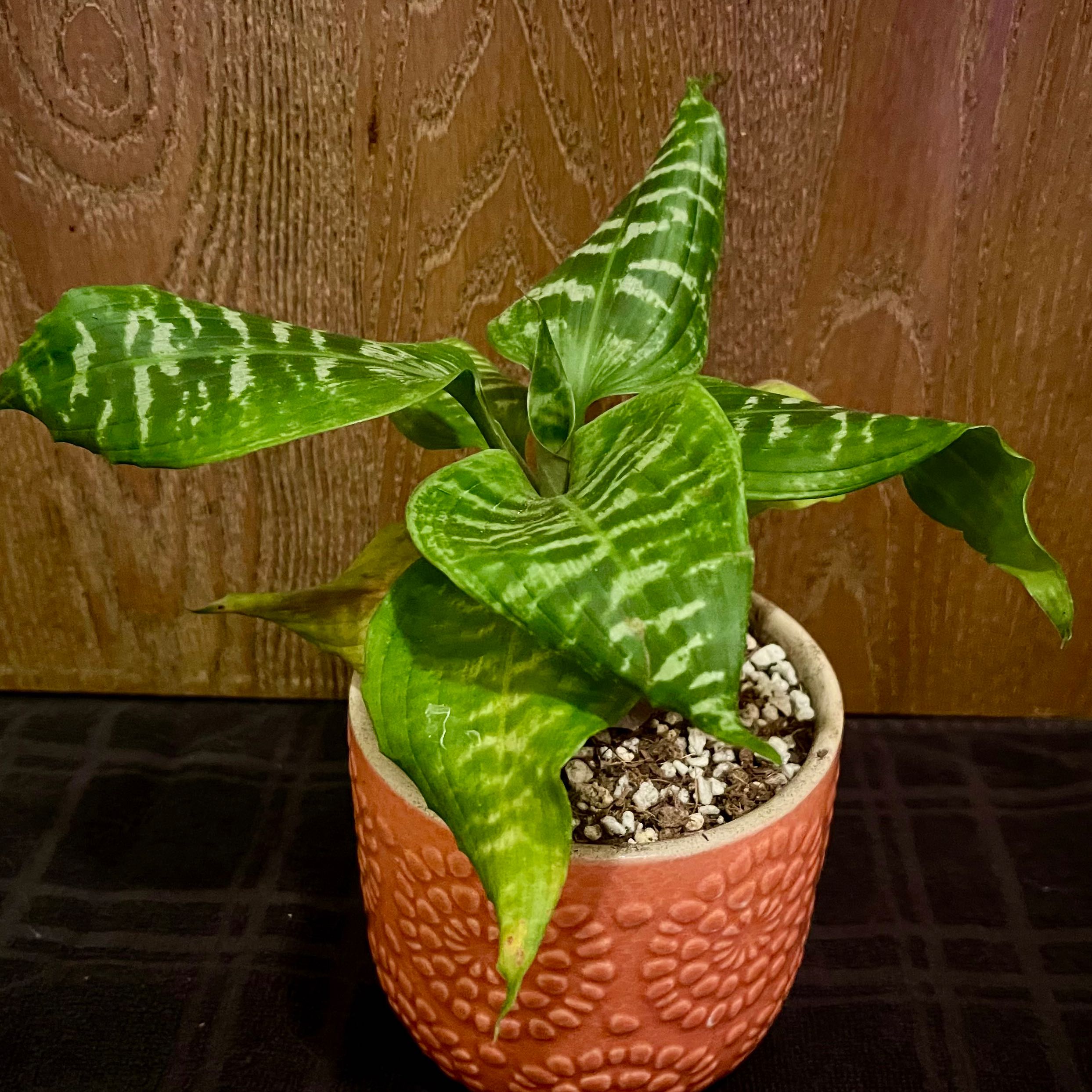 Photo of the plant species Zebra Striped Dragon Tree by @riverzend named sebrahest on Greg, the plant care app