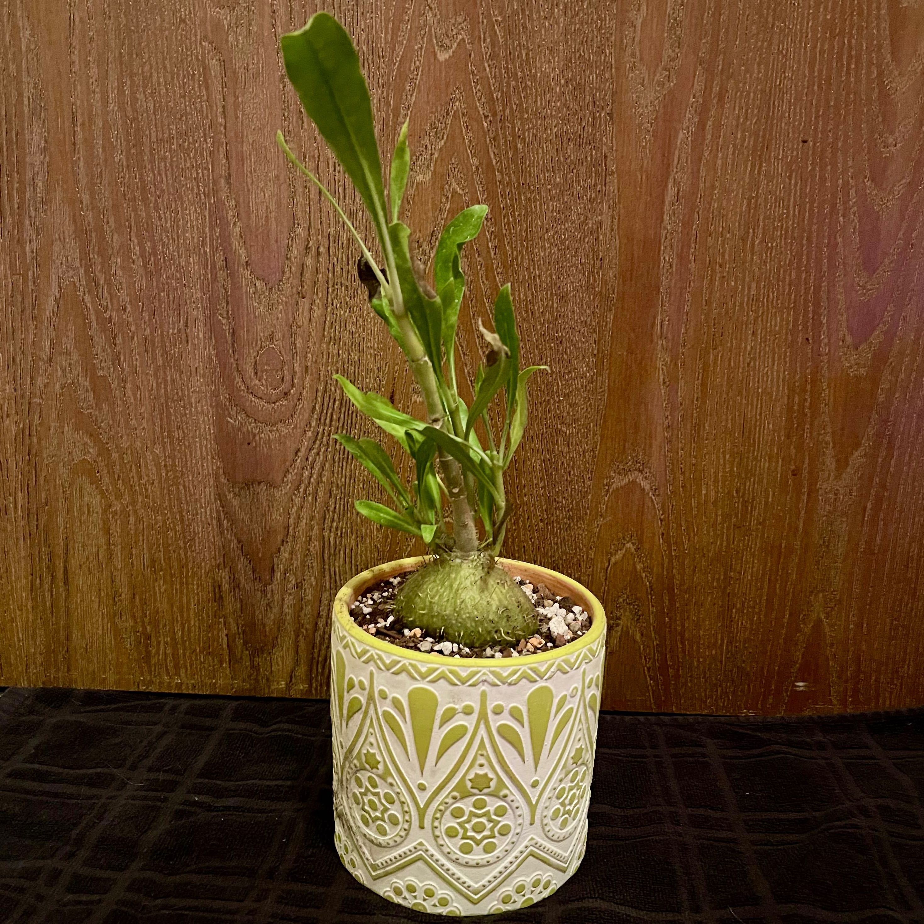 Photo of the plant species Ant Plant by @riverzend named adam on Greg, the plant care app