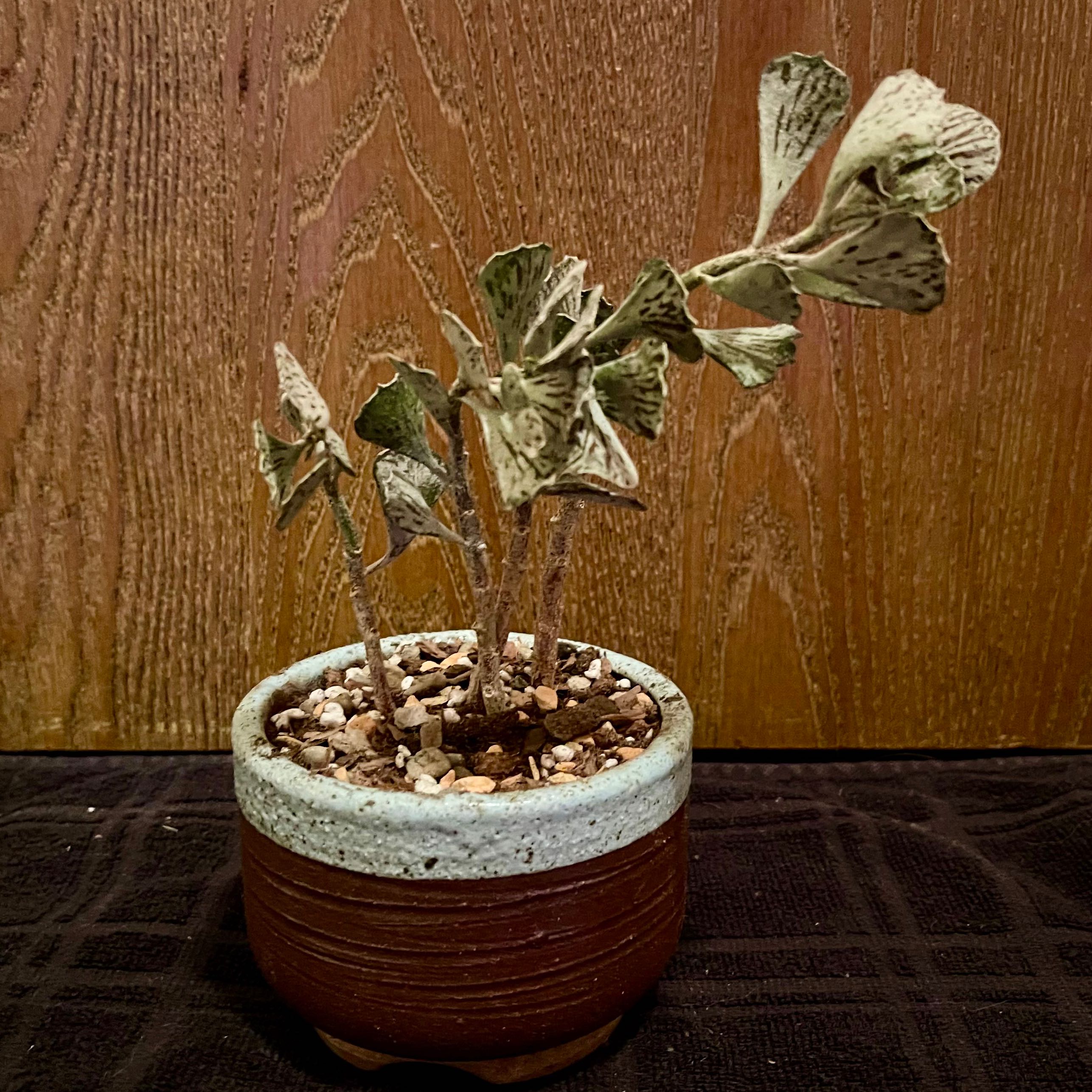 Photo of the plant species Pies from Heaven by @riverzend named baka on Greg, the plant care app