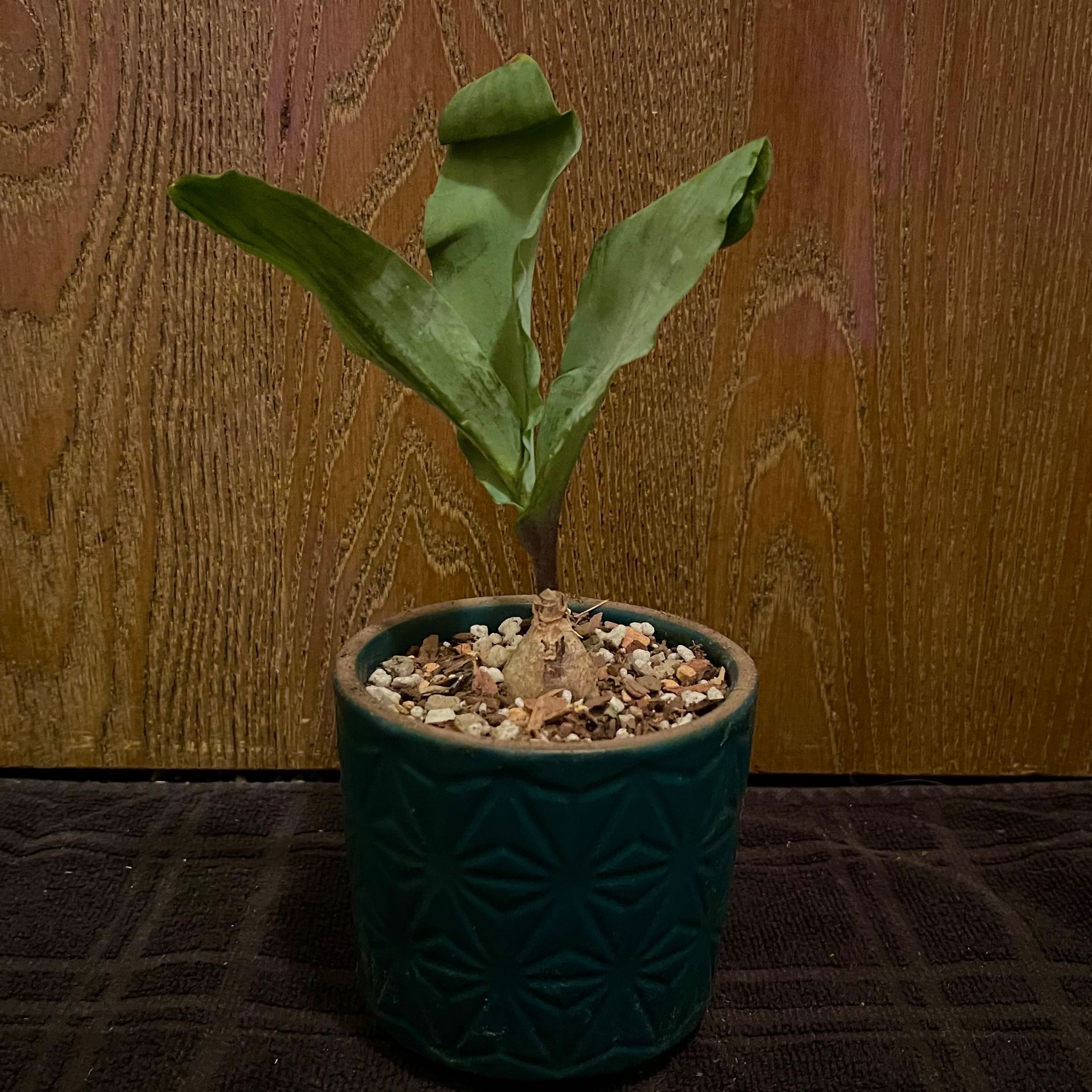 Photo of the plant species Veltheimia bracteata by @riverzend named liliana on Greg, the plant care app