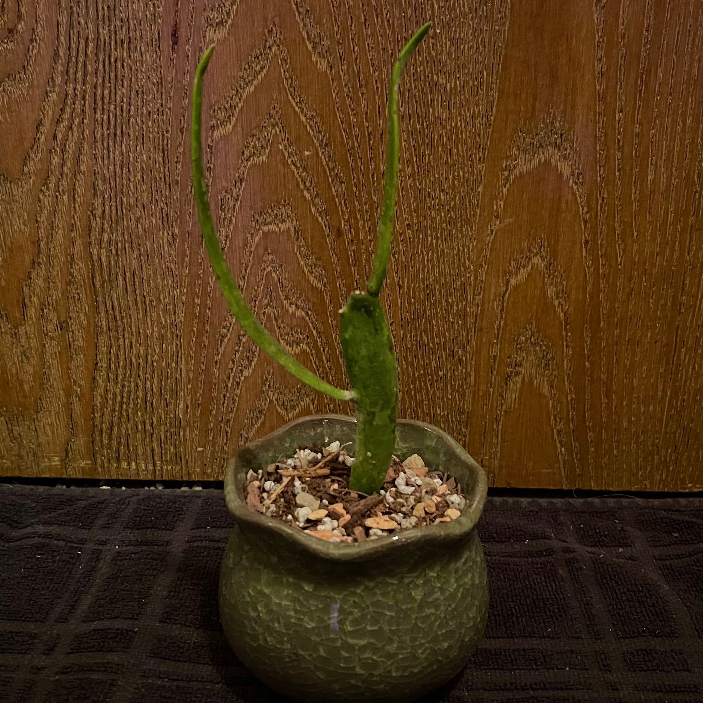 Photo of the plant species Euphorbia xylophylloides by @riverzend named grýtt on Greg, the plant care app