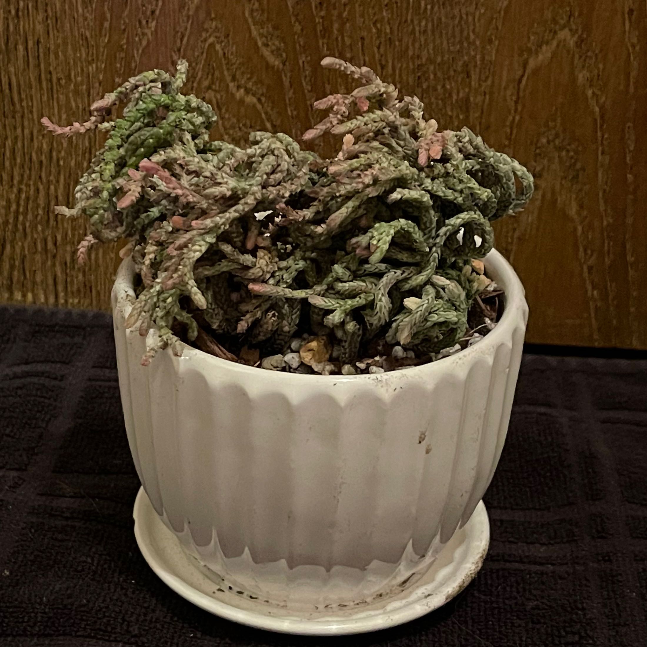 Photo of the plant species Variegated Watch Chain by @riverzend named keðja on Greg, the plant care app