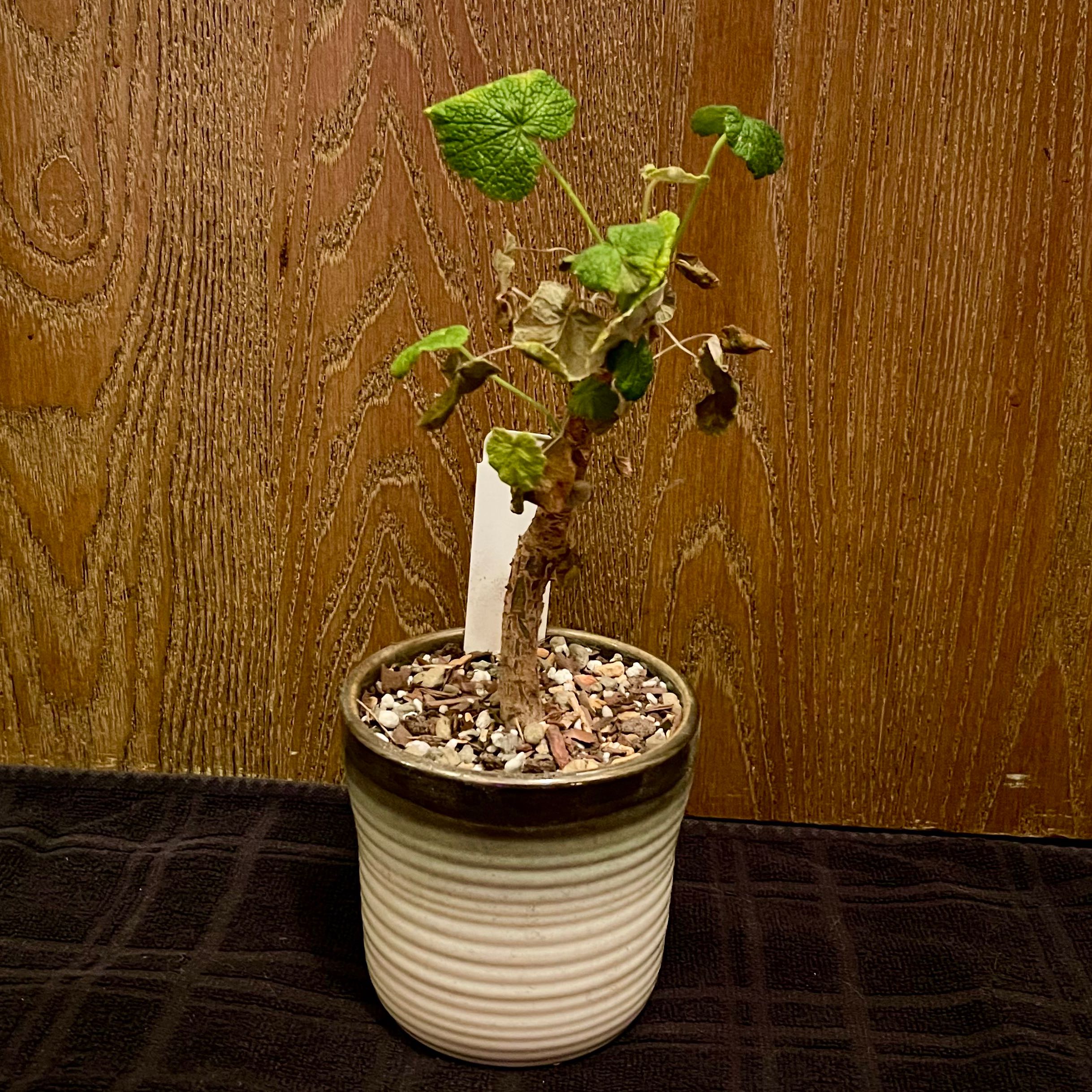 Photo of the plant species Old Father Live Forever by @riverzend named að eilífu on Greg, the plant care app