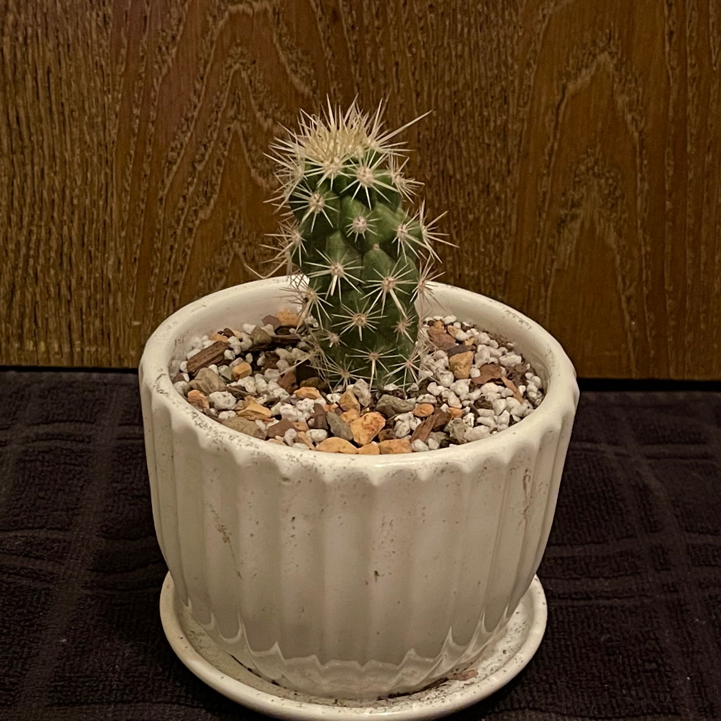 Photo of the plant species Casa De Ratas by @riverzend named hús on Greg, the plant care app