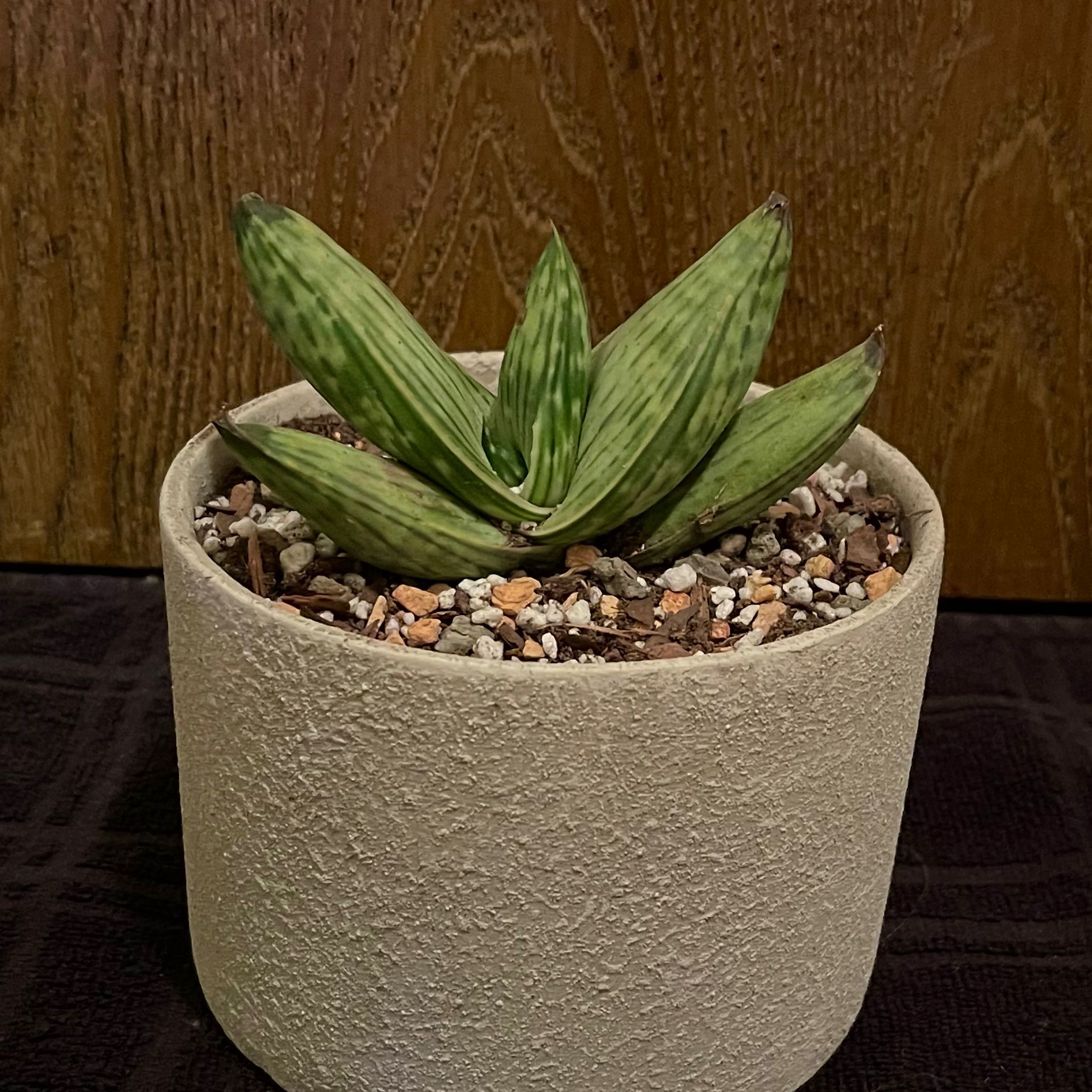 Photo of the plant species Aloe striata subsp. karasbergensis by @riverzend named coral on Greg, the plant care app