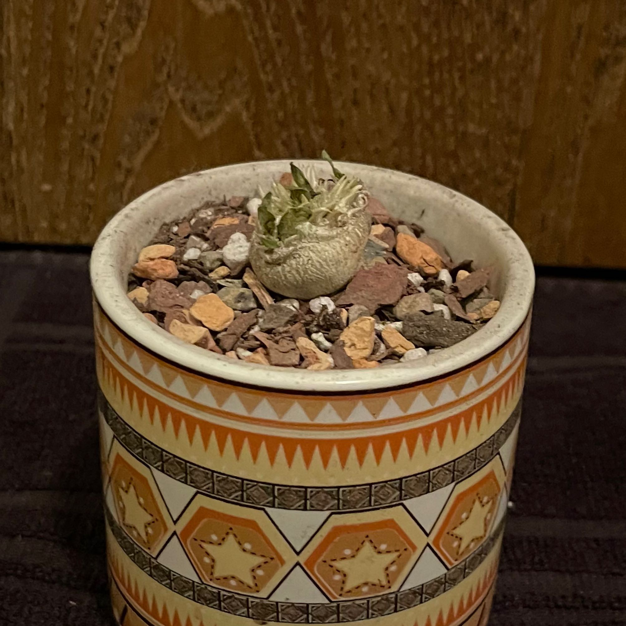 Photo of the plant species Pachypodium eburneum by @riverzend named burns on Greg, the plant care app