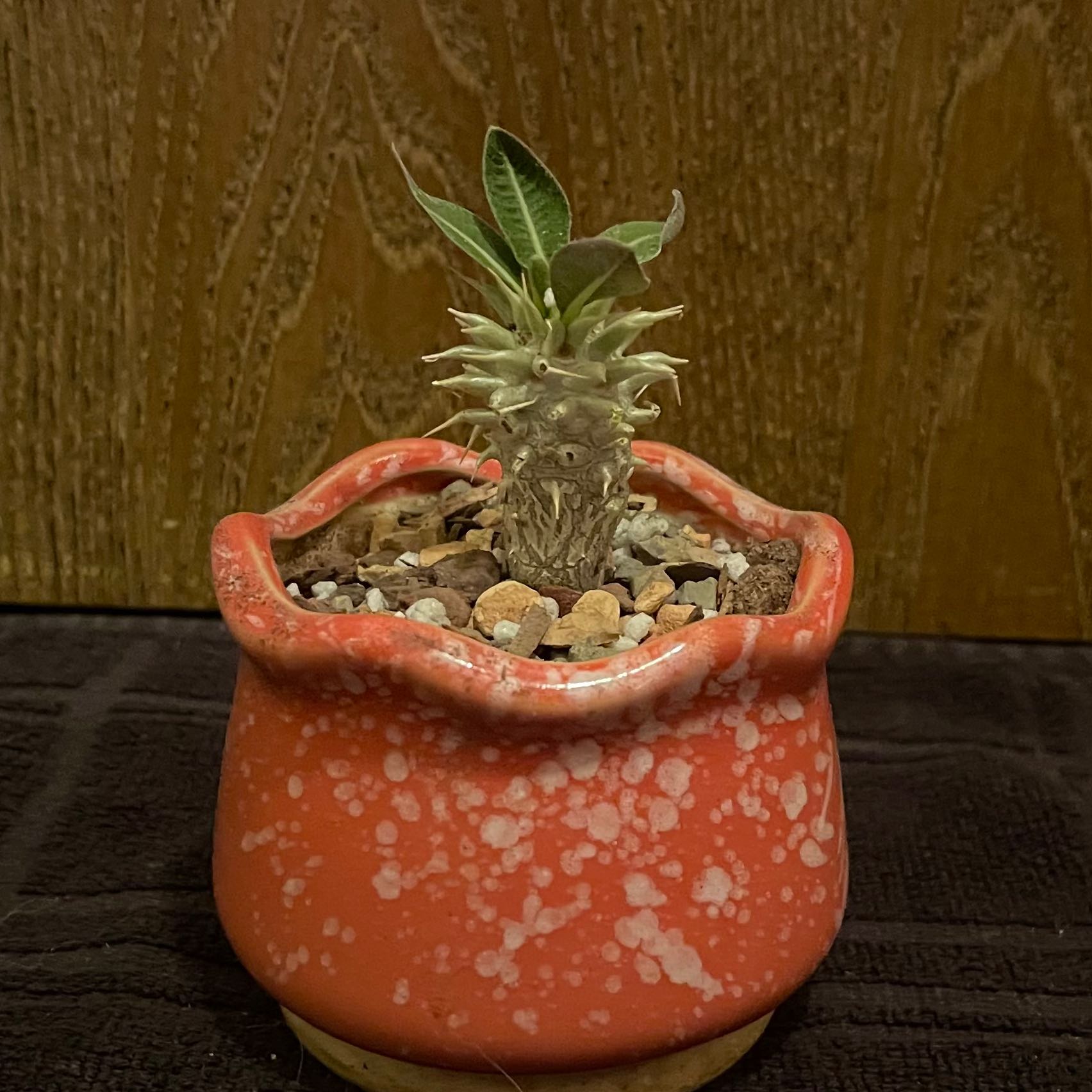Photo of the plant species Pachypodium eburneum by @riverzend named bernie on Greg, the plant care app