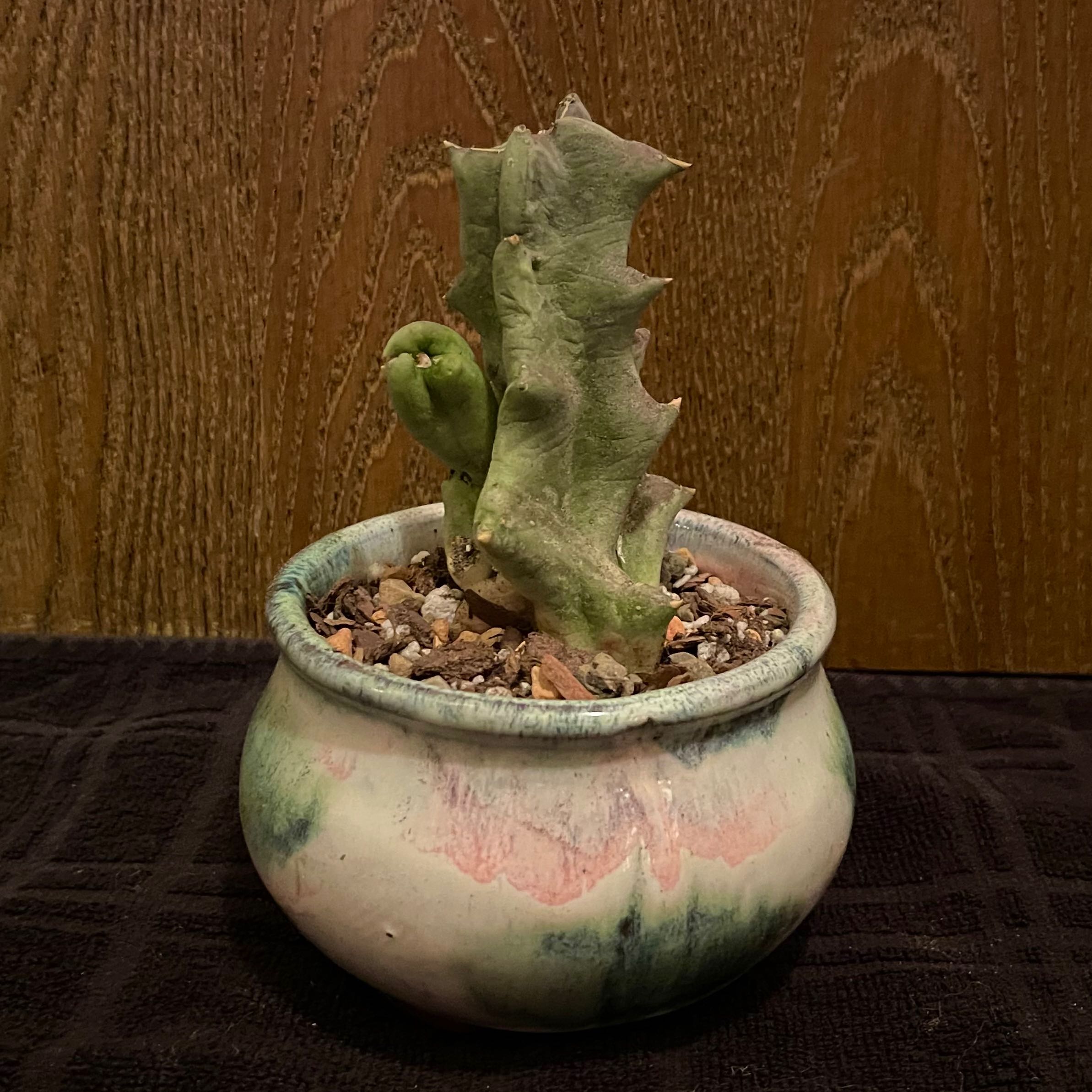 Photo of the plant species Caralluma Melanacantha by @riverzend named andi on Greg, the plant care app