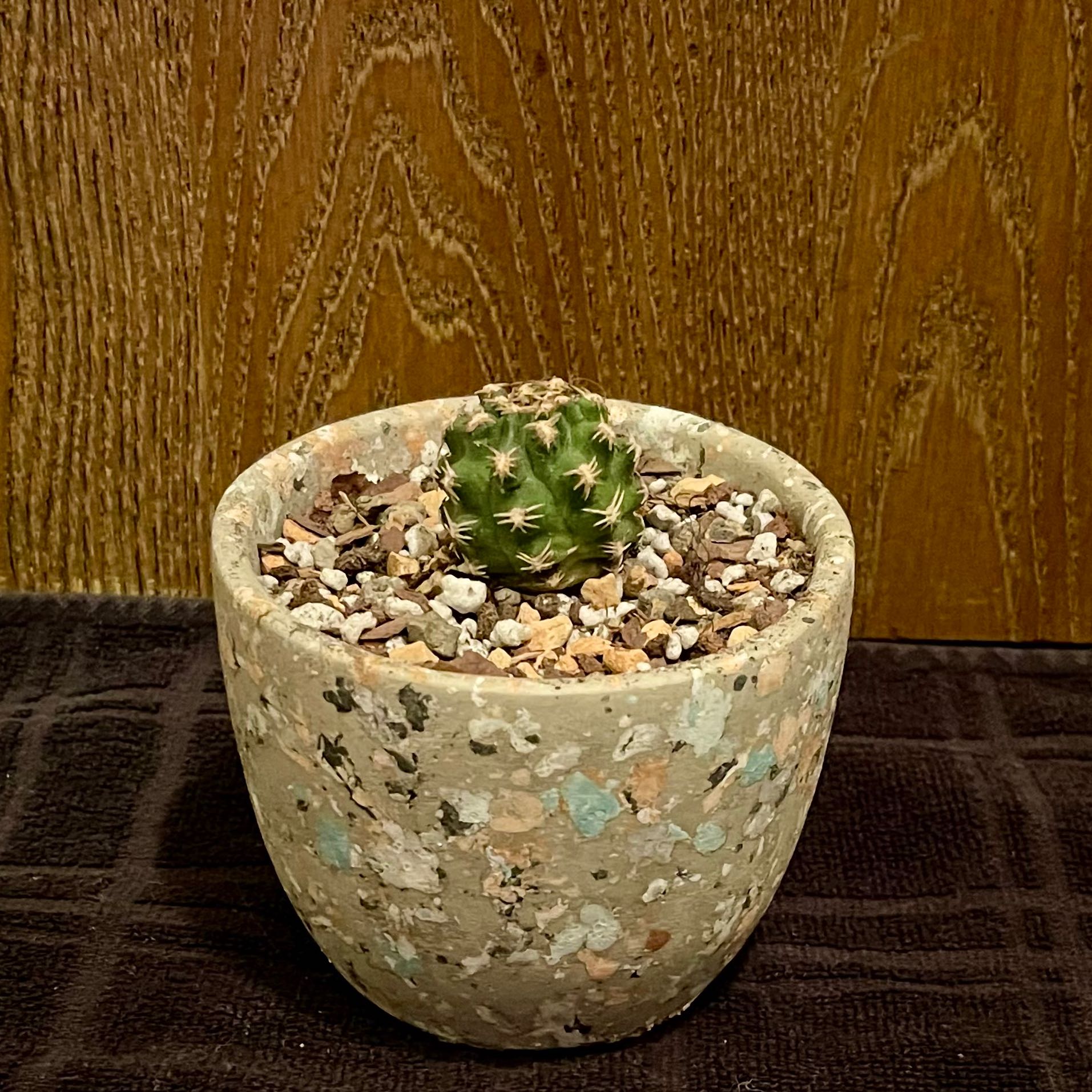 Photo of the plant species Pygmaeocereus bieblii by @riverzend named pygmalion on Greg, the plant care app