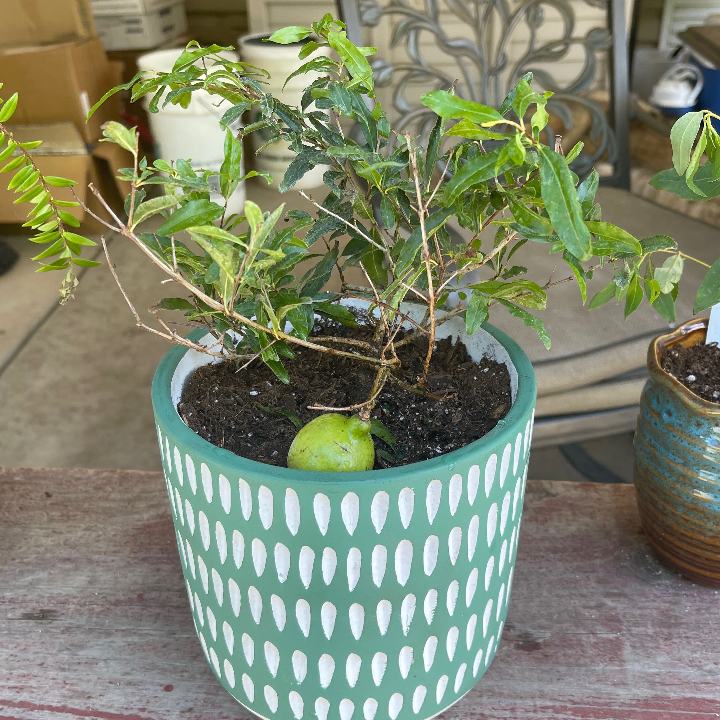 🌺 My Pomegranate Leaves Are Turning Yellow. What Should I Do?