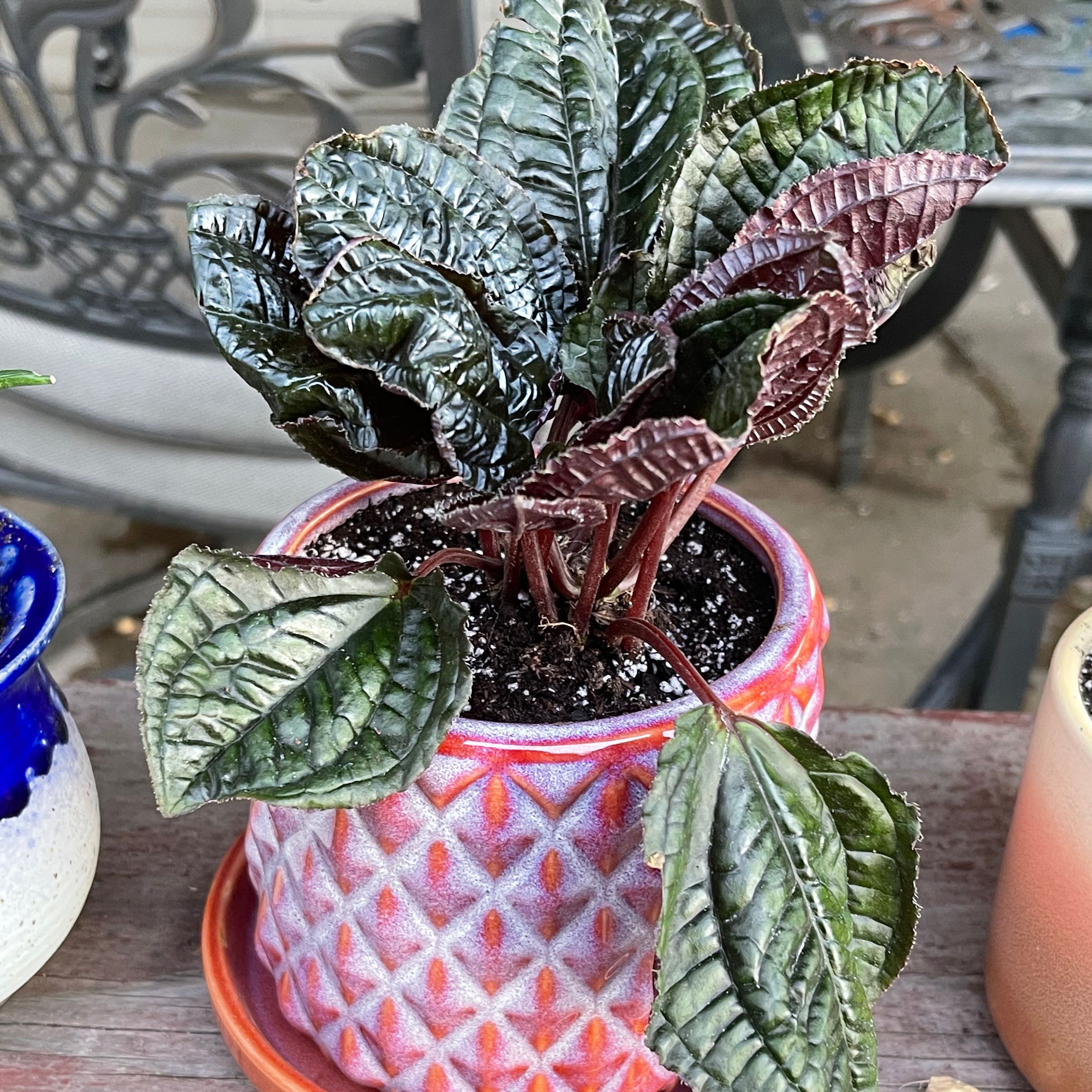 Photo of the plant species Monolena primuliflora 'Midnight Glory' by @riverzend named rimu on Greg, the plant care app