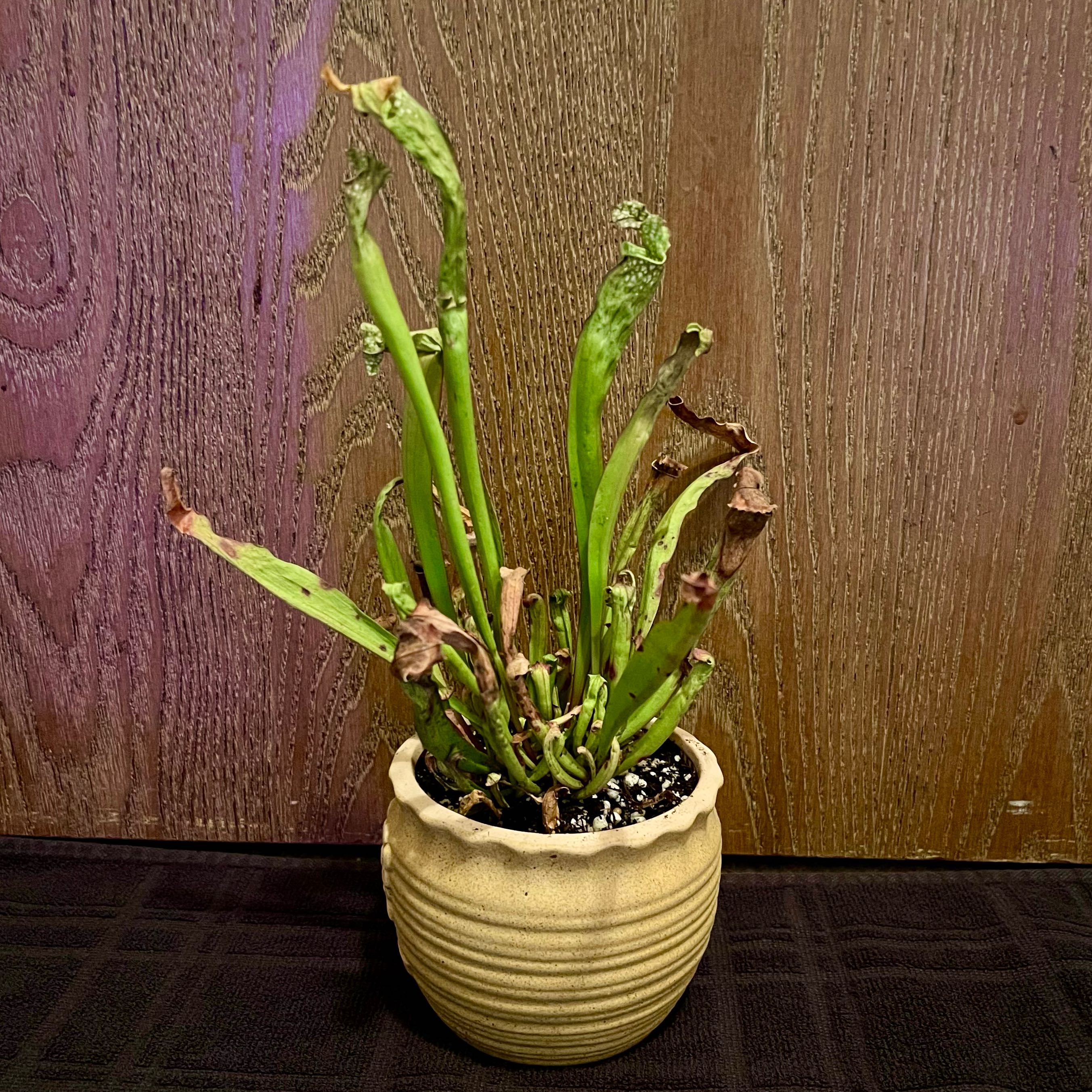 Photo of the plant species Tarnok Pitcher Plant by @riverzend named konrat on Greg, the plant care app