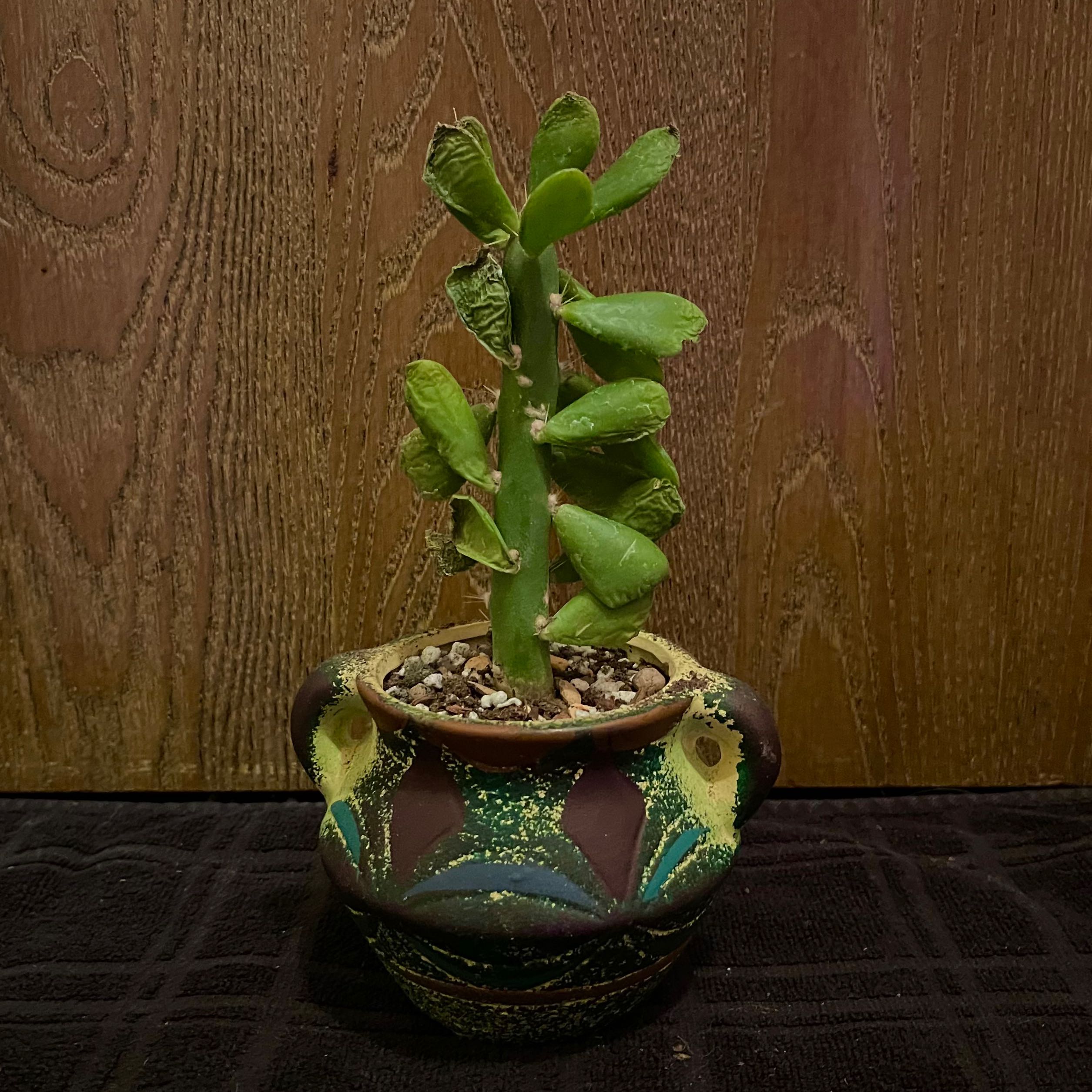 Photo of the plant species Verticillate quiabentia by @riverzend named queenie on Greg, the plant care app