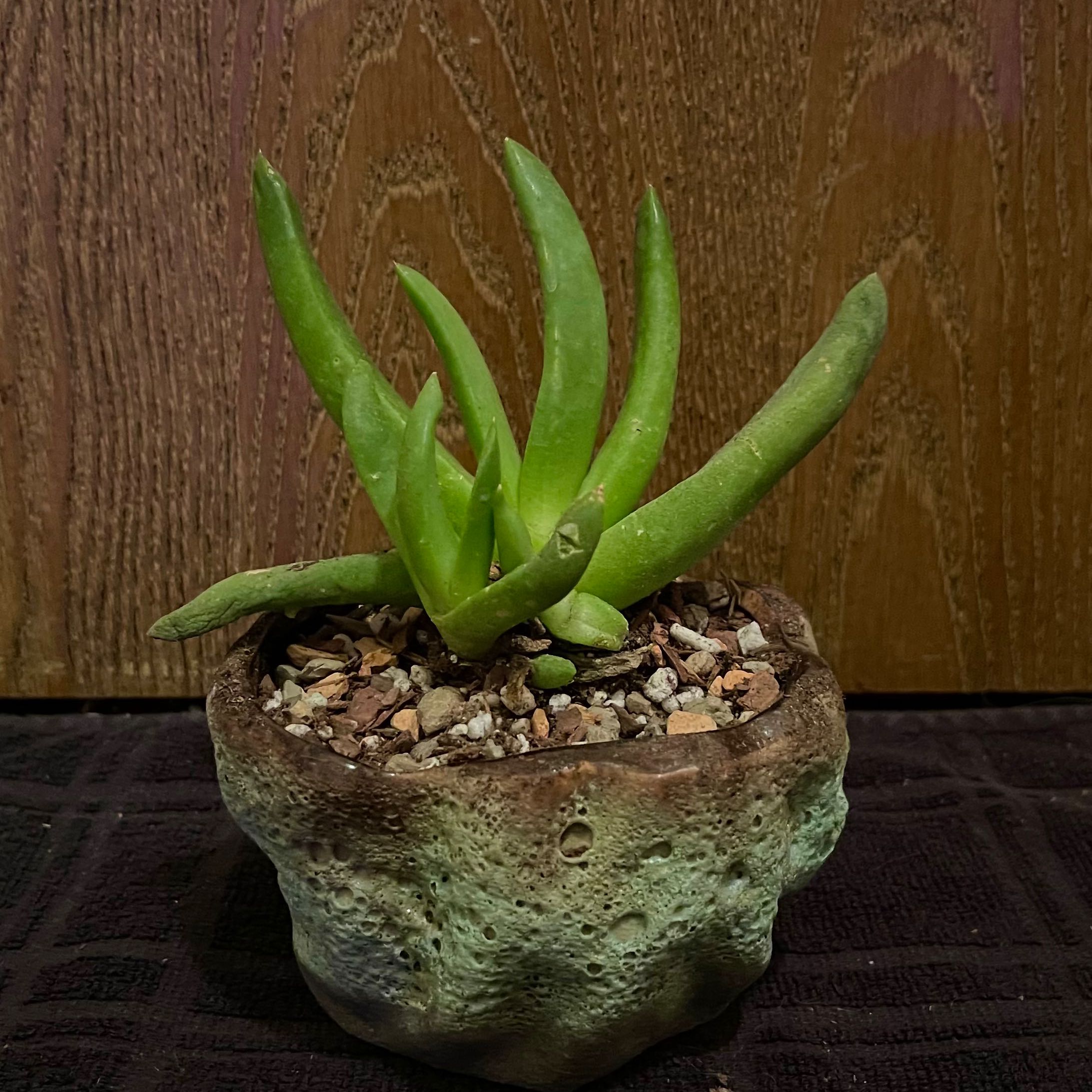 Photo of the plant species Tongue-Leaf by @riverzend named laufblað on Greg, the plant care app