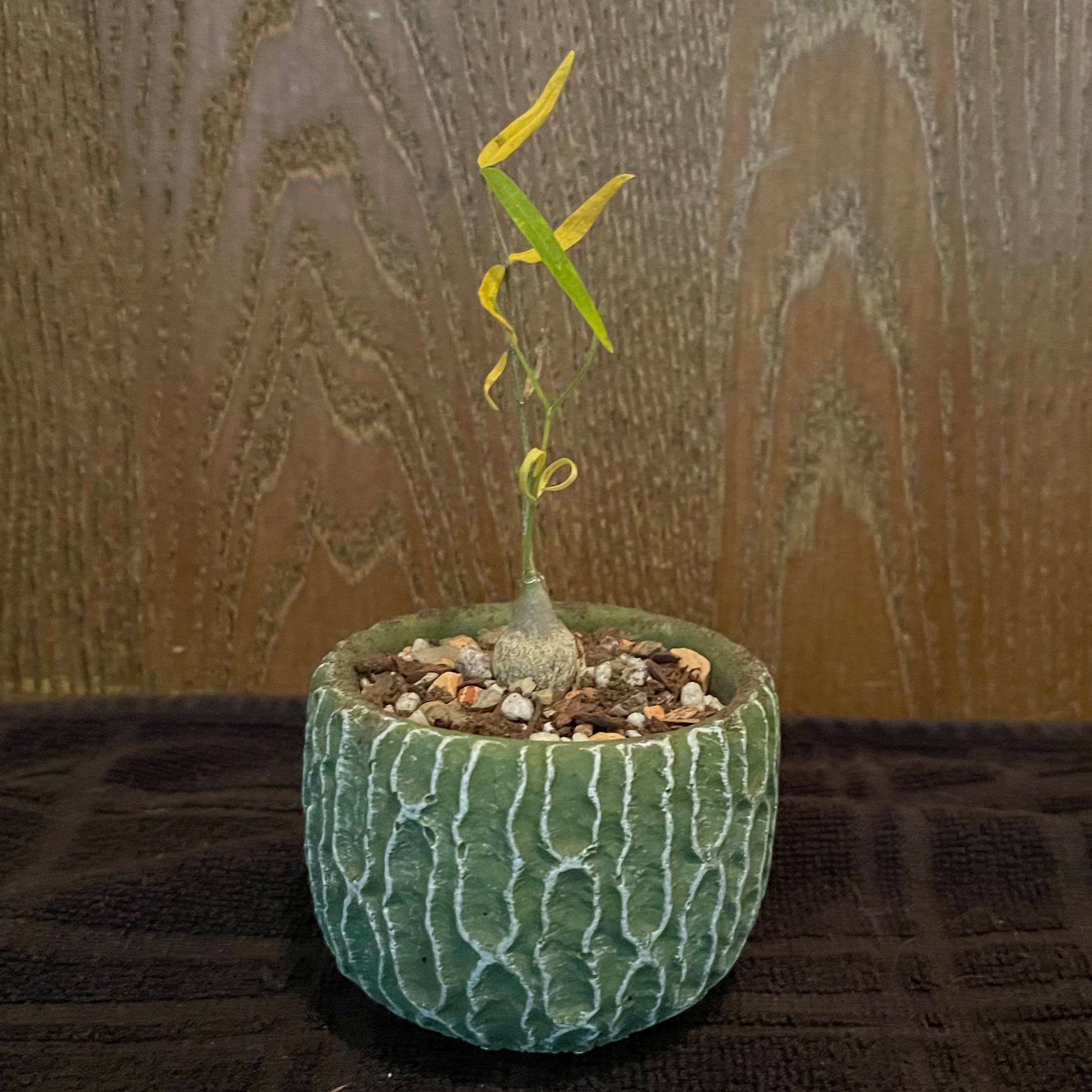 Photo of the plant species Kombru by @riverzend named kombi on Greg, the plant care app