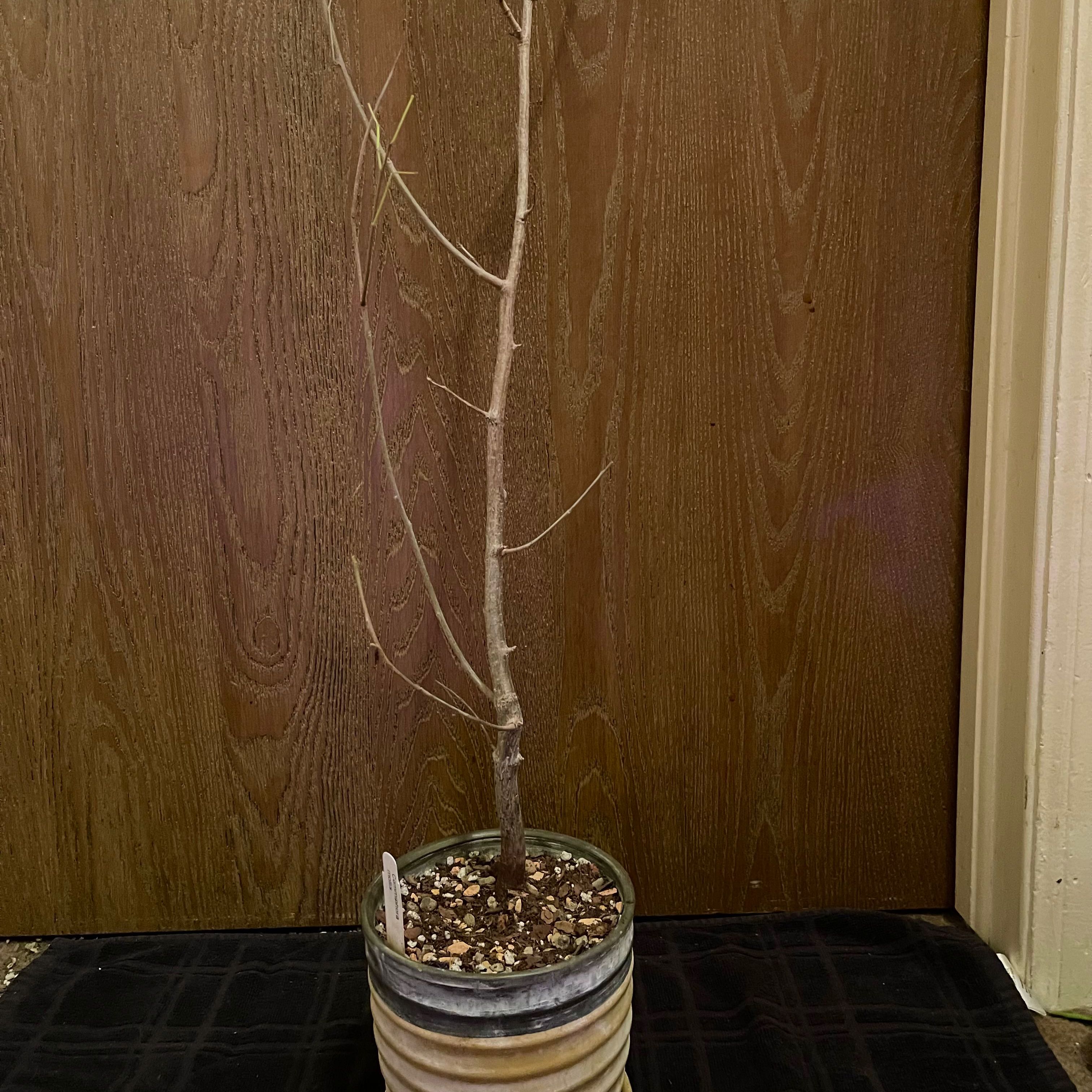 Photo of the plant species Velvet Corkwood by @riverzend named flauel on Greg, the plant care app