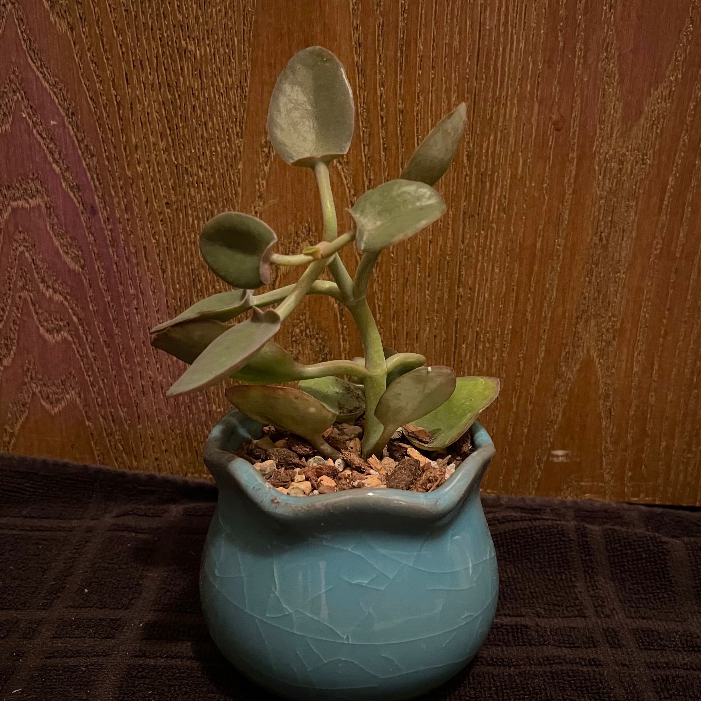 Photo of the plant species Shovel-leaf Kalanchoe by @riverzend named skóflu on Greg, the plant care app