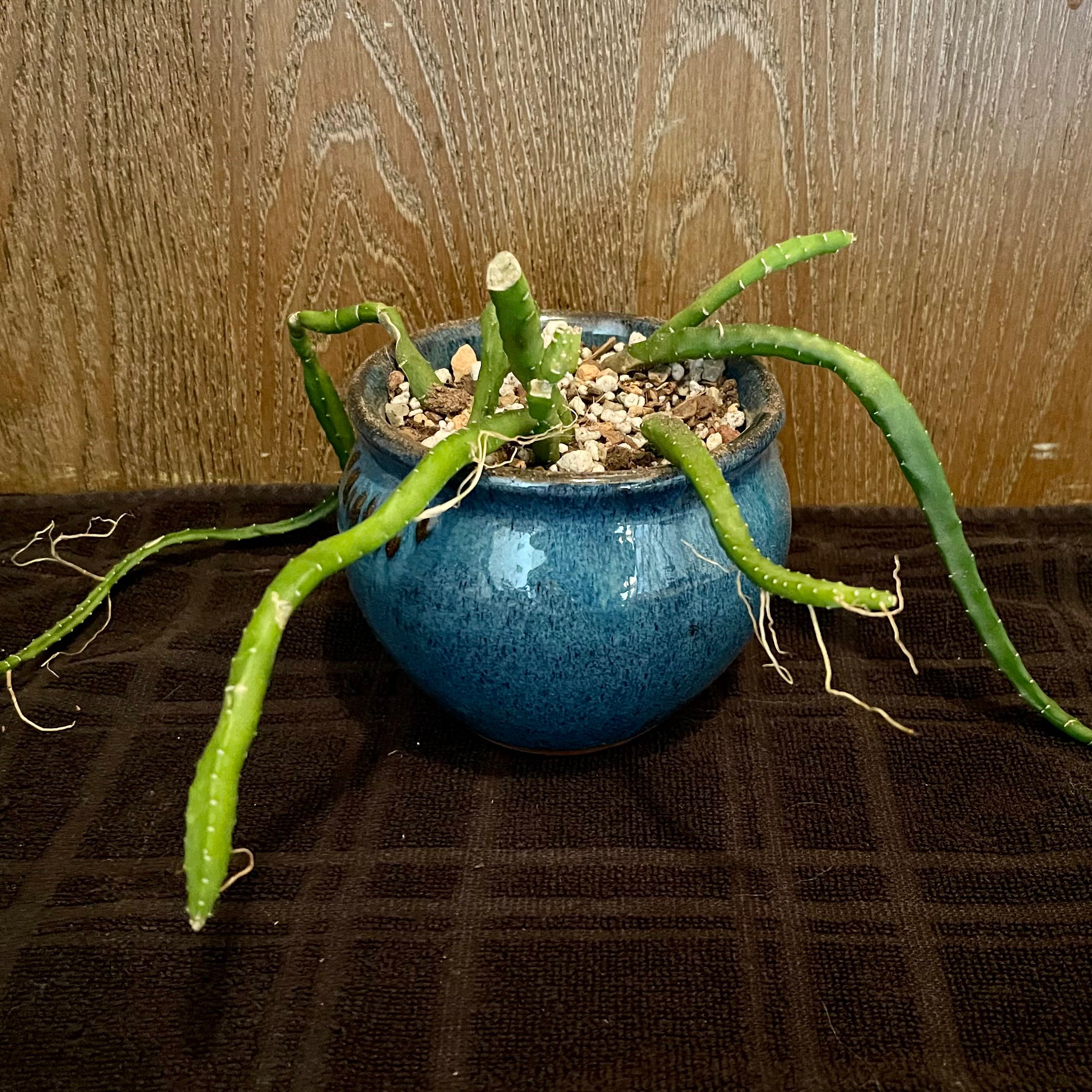 Photo of the plant species Monstrous Sausage Cactus by @riverzend named skrímsli on Greg, the plant care app