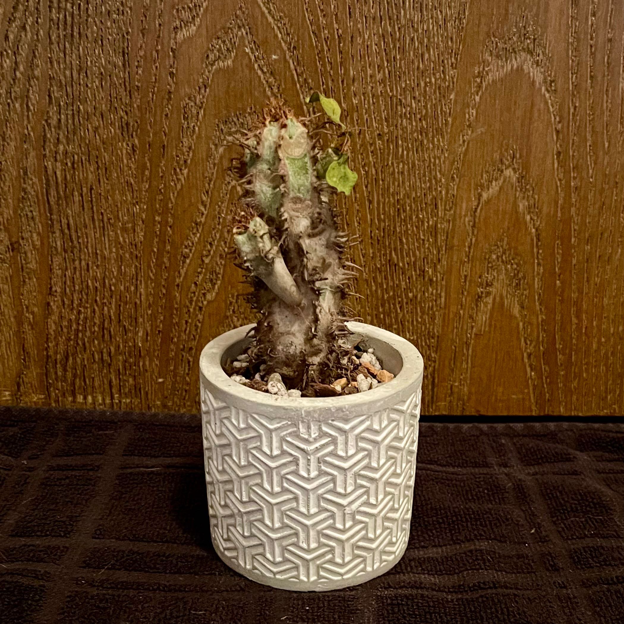 Photo of the plant species Euphorbia iharanae by @riverzend named harley on Greg, the plant care app
