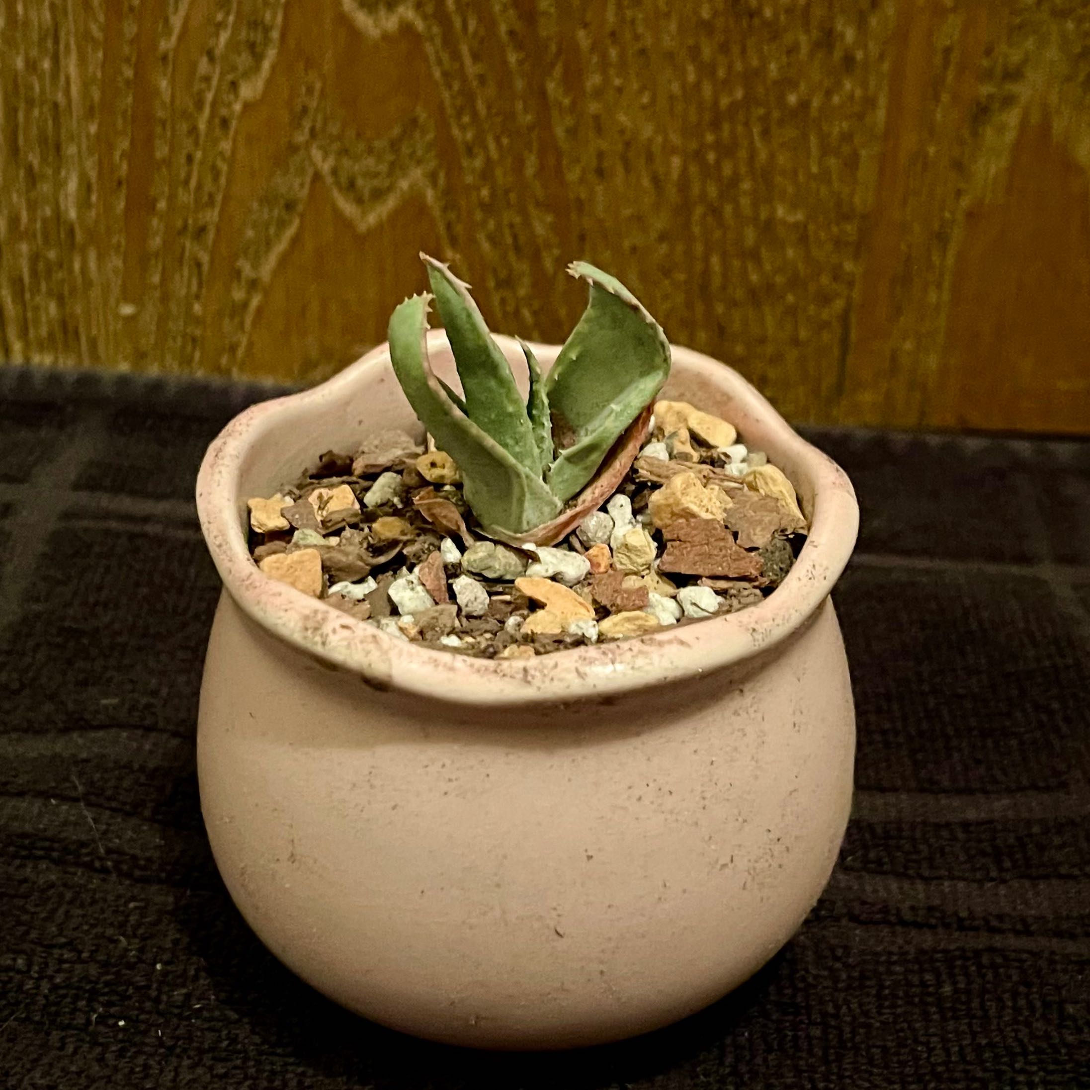 Photo of the plant species Karoo Aloe by @riverzend named liana on Greg, the plant care app