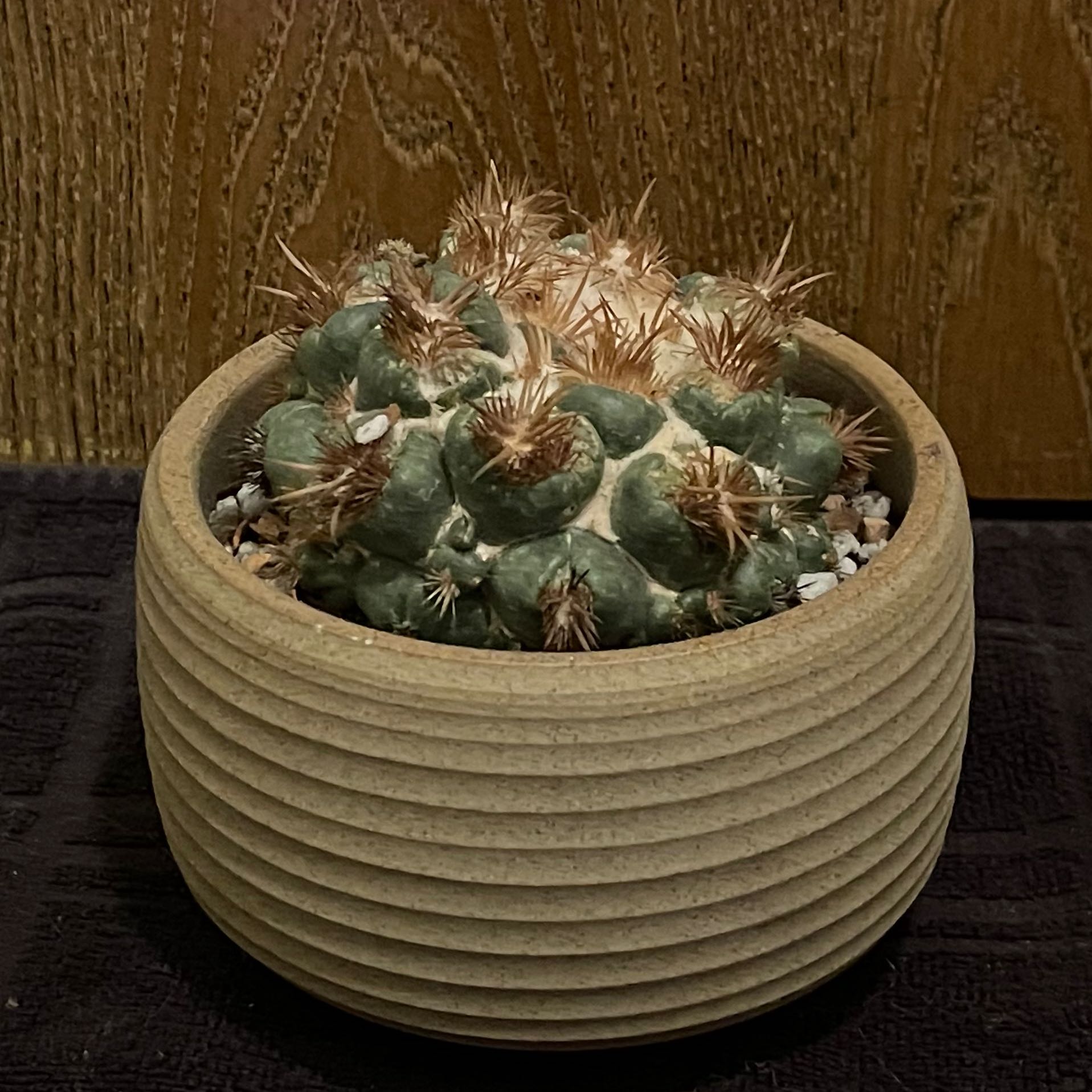 Photo of the plant species Crested Elephant's Tooth by @riverzend named tönn on Greg, the plant care app