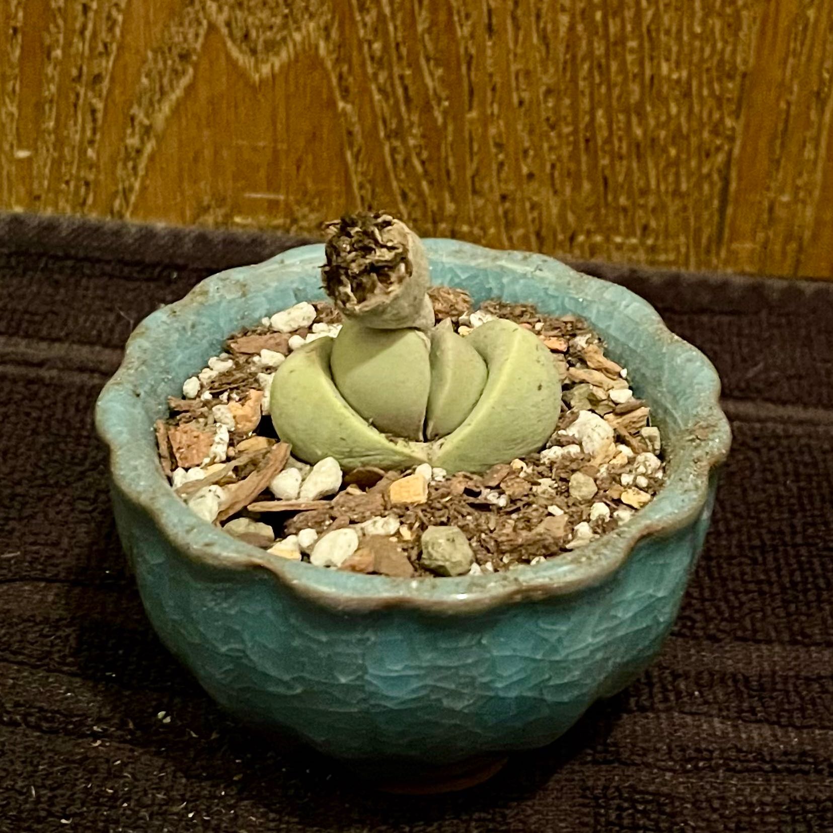 Photo of the plant species Green Stone Plant by @riverzend named steini on Greg, the plant care app