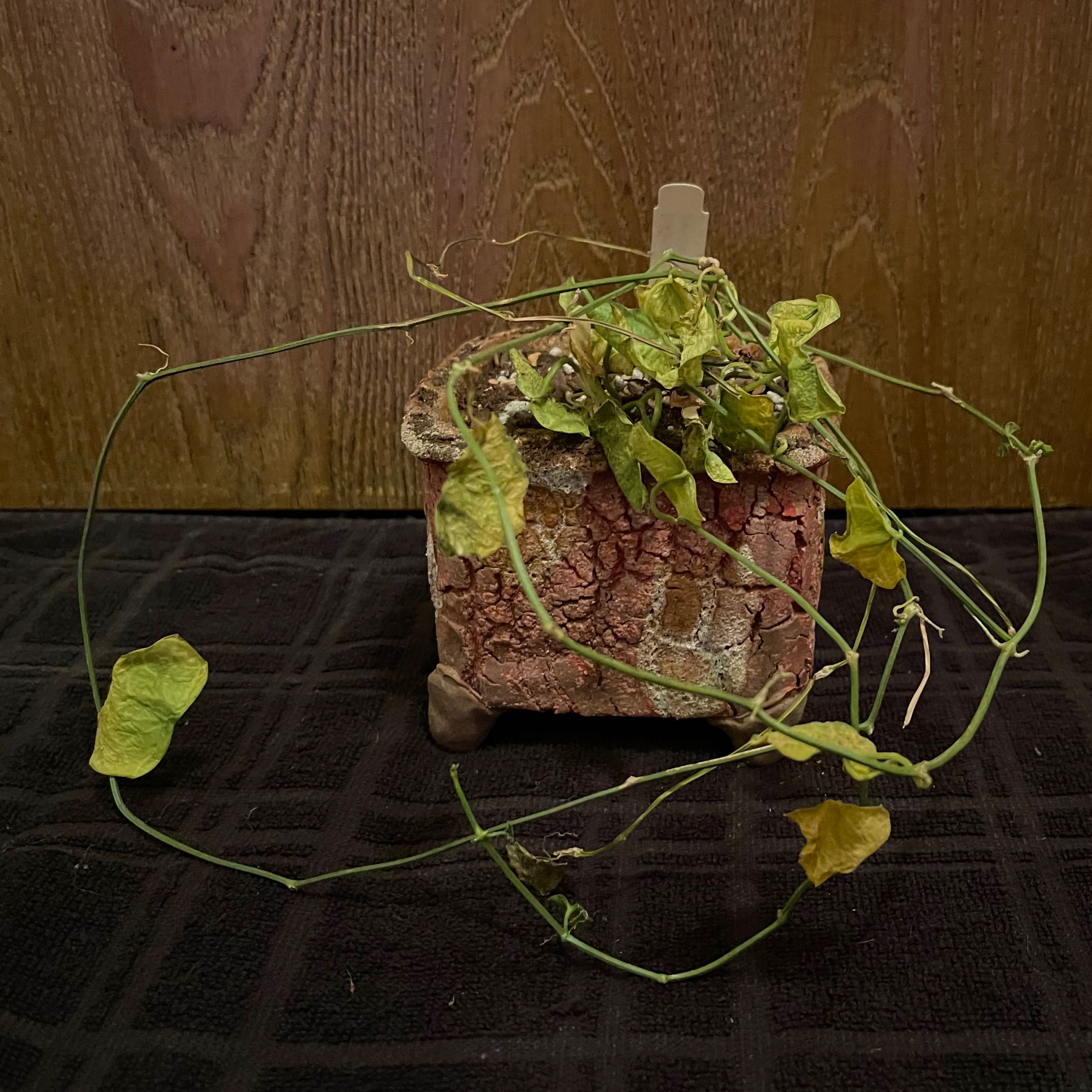 Plant care for Alameda Melon on Greg, the plant care app