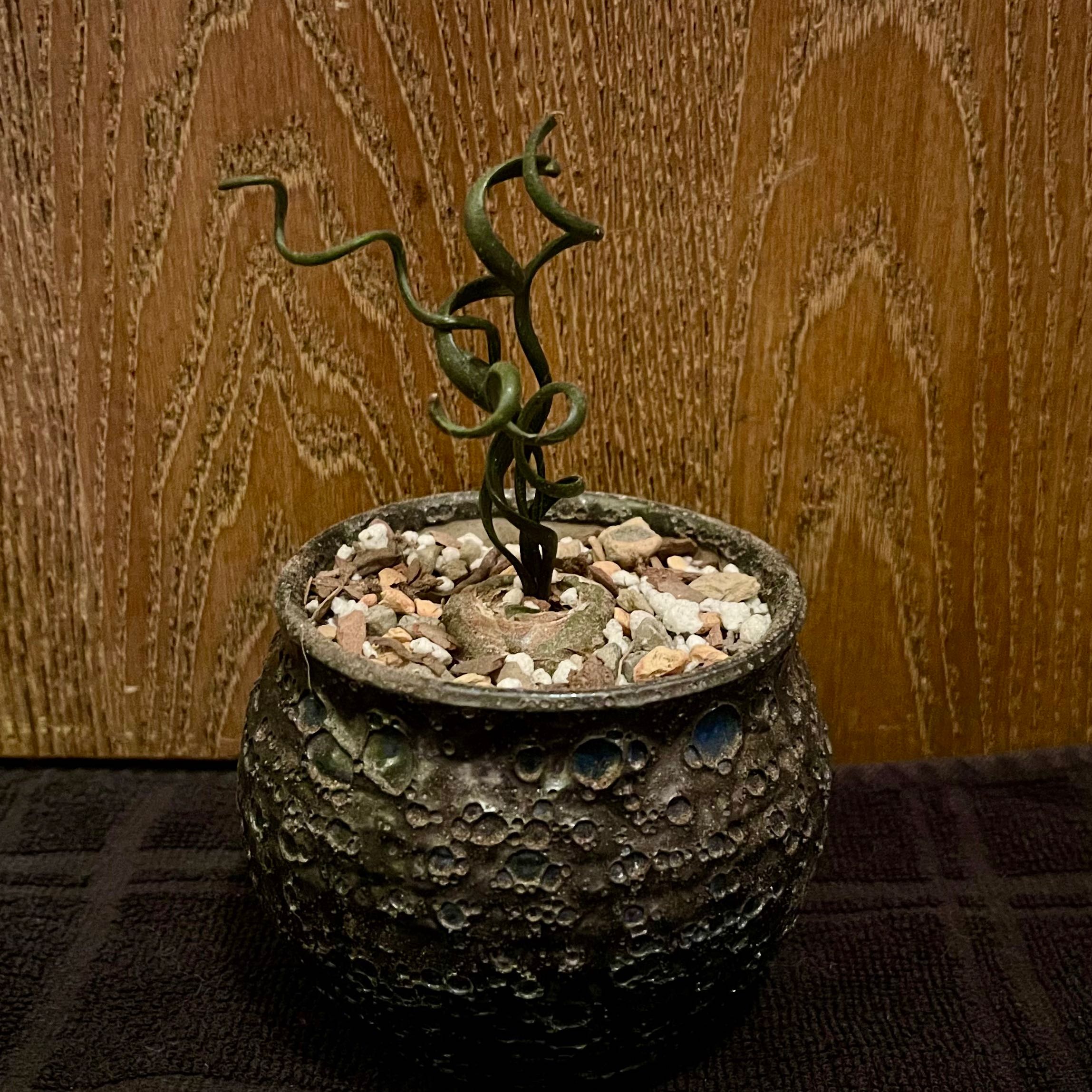 Photo of the plant species Albuca bruce-bayeri by @riverzend named campbell on Greg, the plant care app
