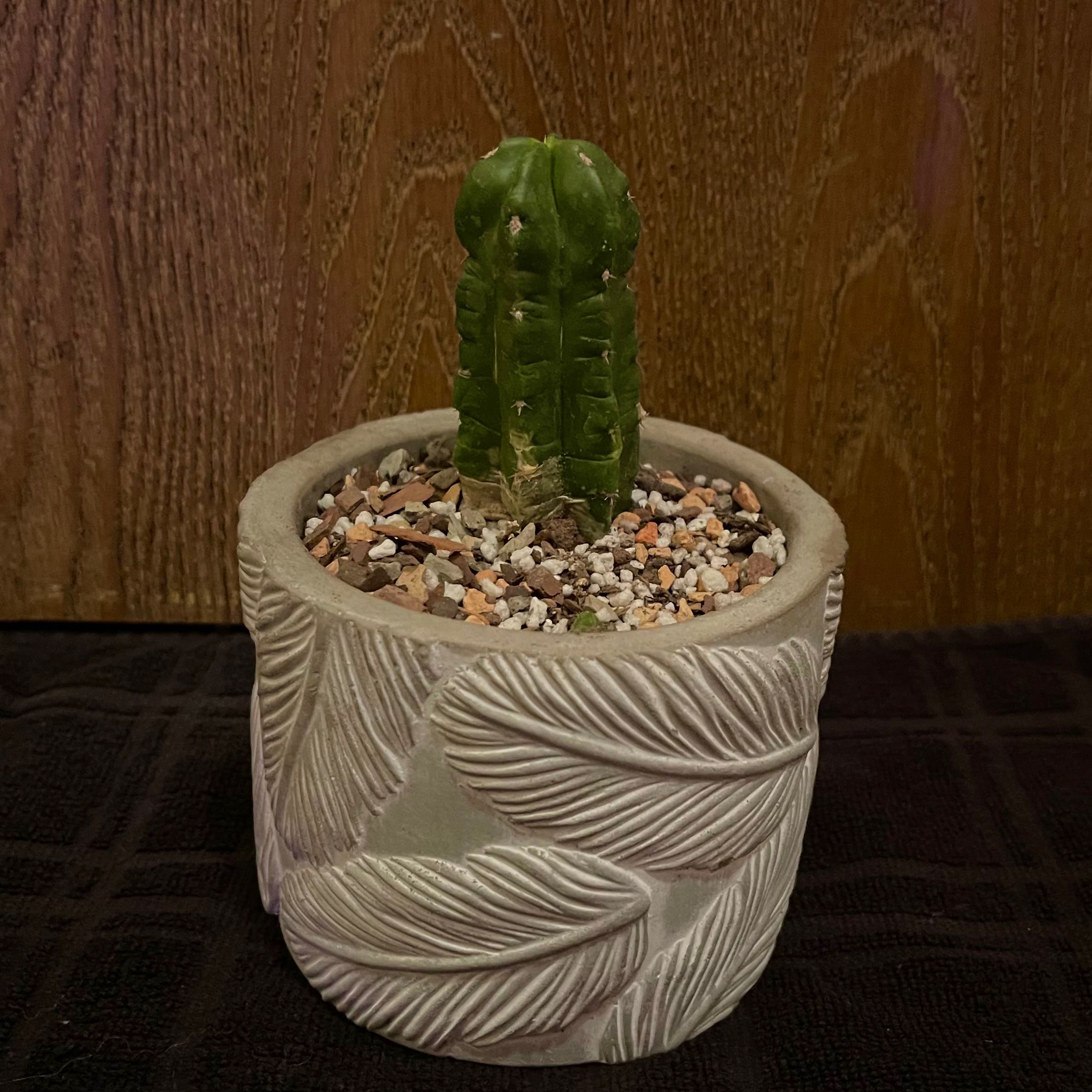 Photo of the plant species Hedgehog Cactus by @riverzend named broddgöltur on Greg, the plant care app