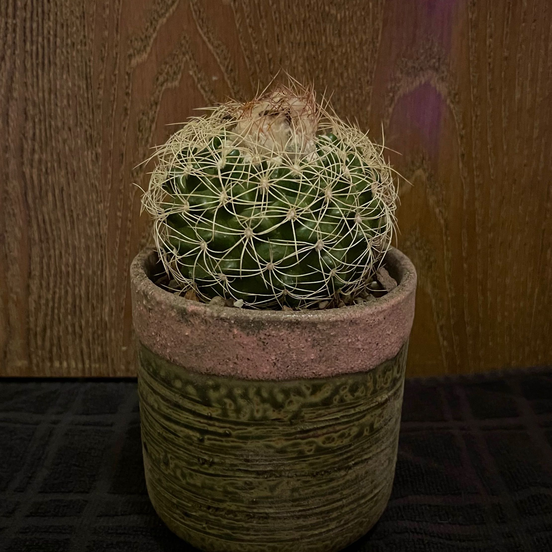 Photo of the plant species Discocactus Araneispinus by @riverzend named abe on Greg, the plant care app