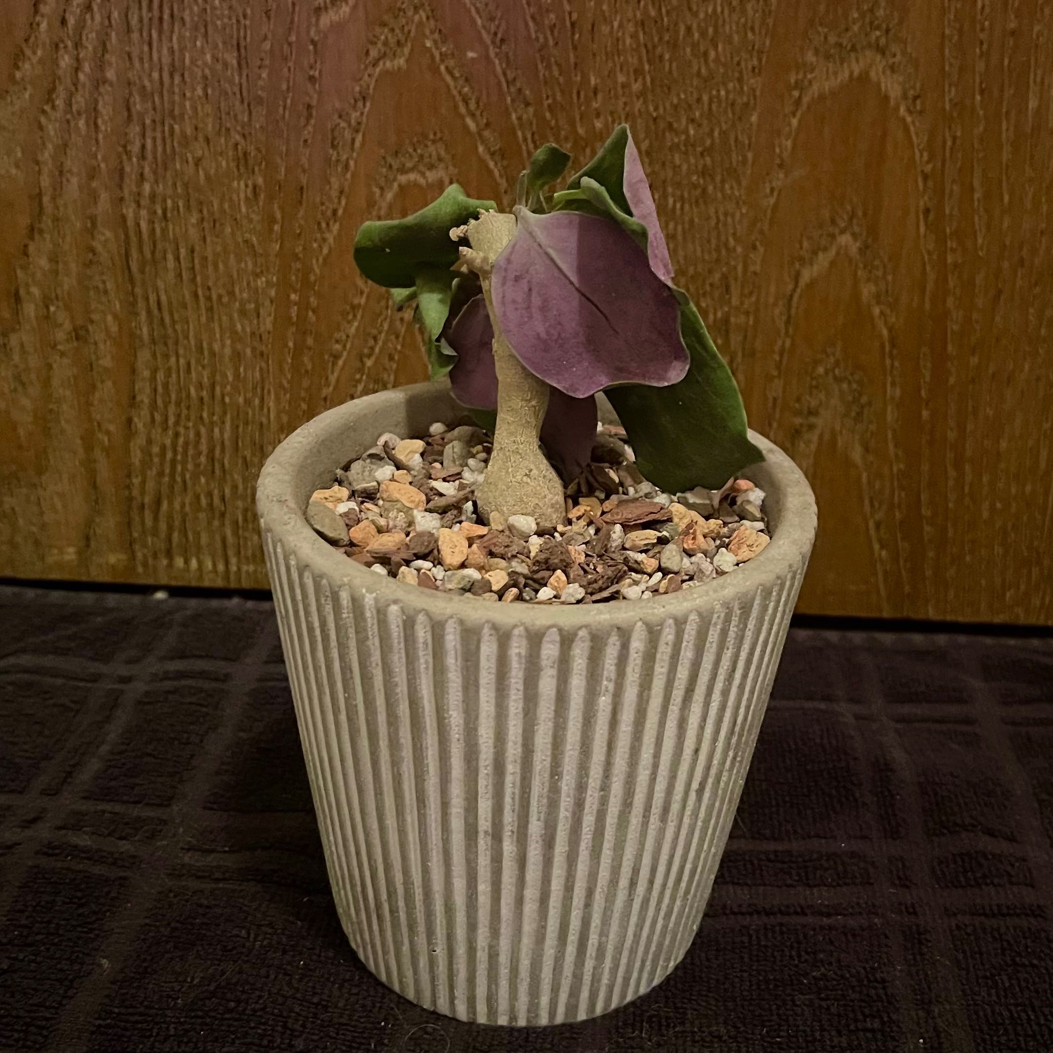 Photo of the plant species Baboon's Cabbage Bush by @riverzend named otho on Greg, the plant care app
