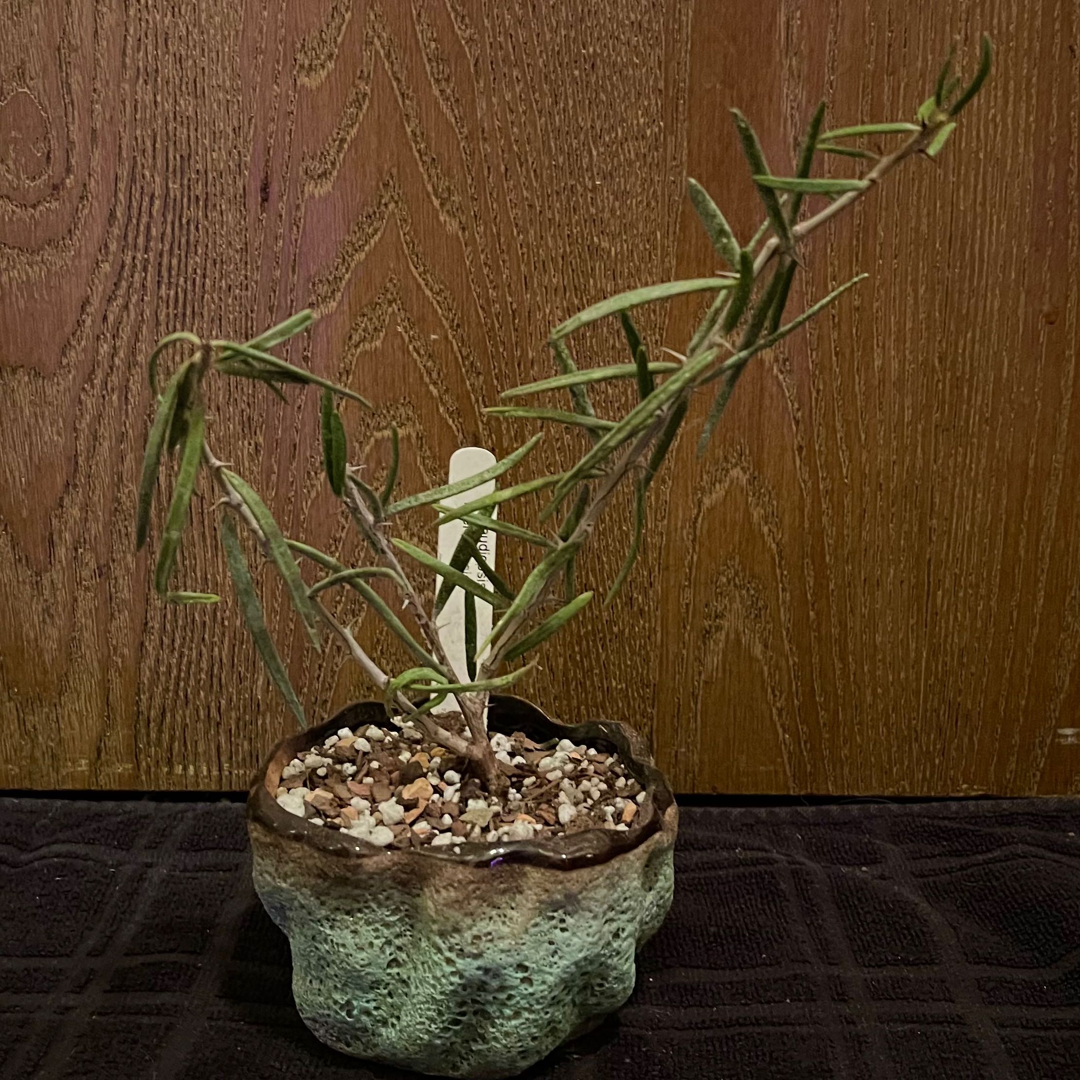 Plant care for Large Leaf Elephant Bush on Greg, the plant care app