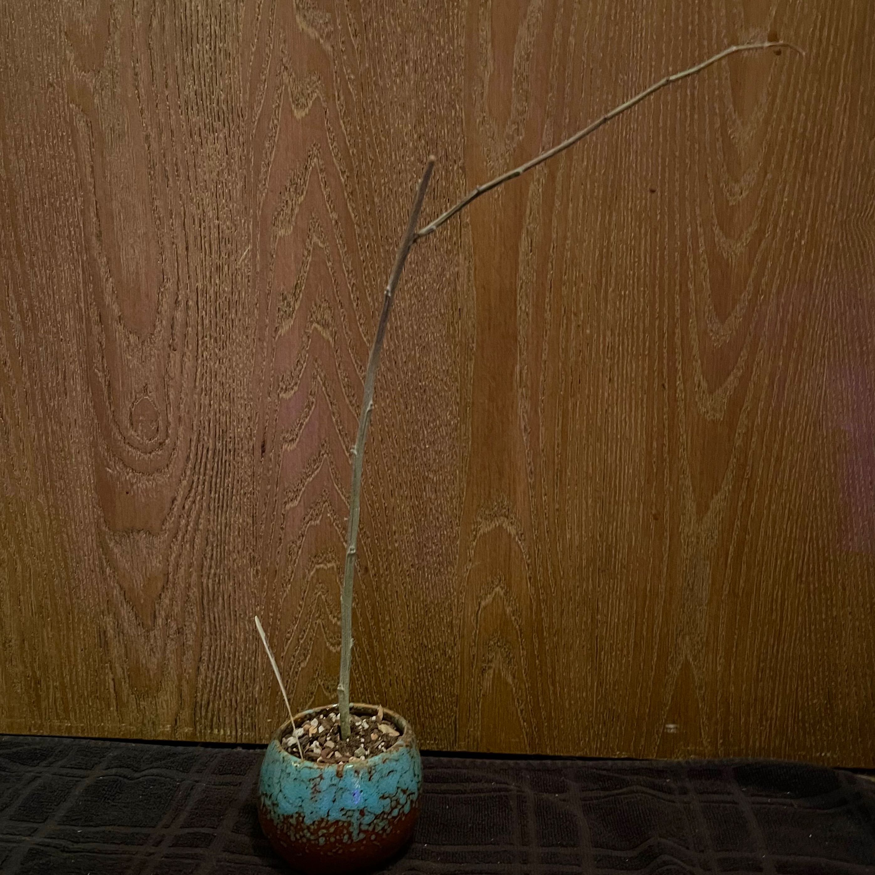 Photo of the plant species Adenia subsessilifolia by @riverzend named ulysses on Greg, the plant care app