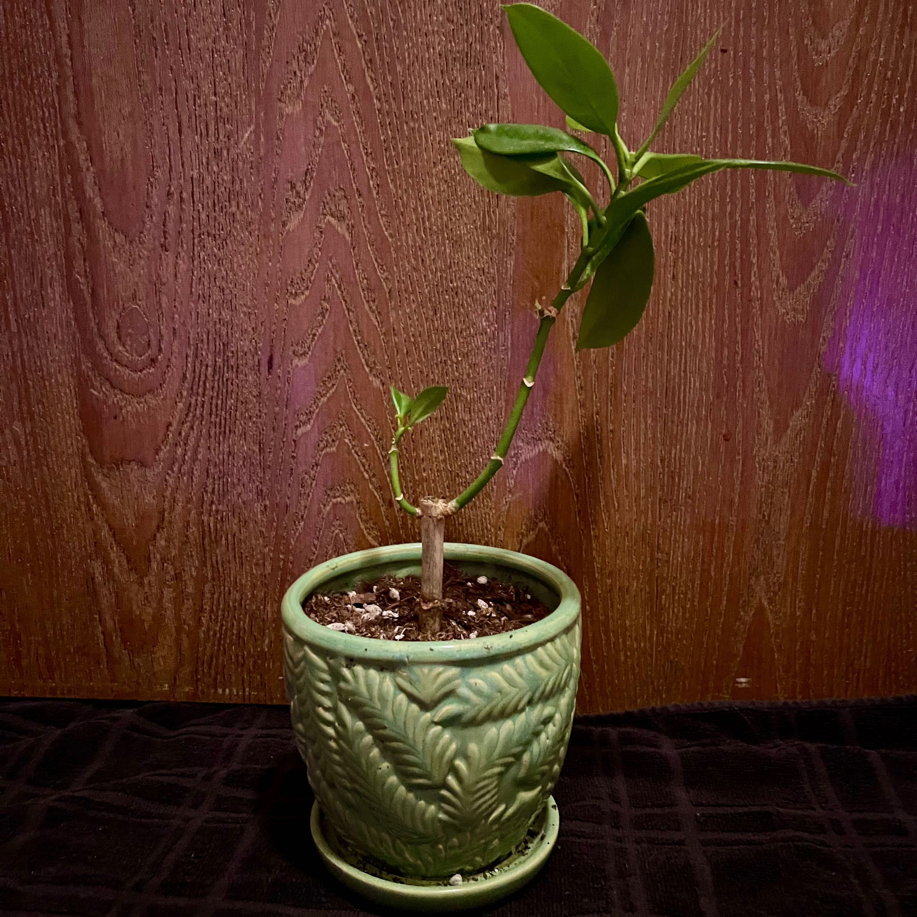 Photo of the plant species Fagraea ceilanica by @riverzend named ilmandi on Greg, the plant care app