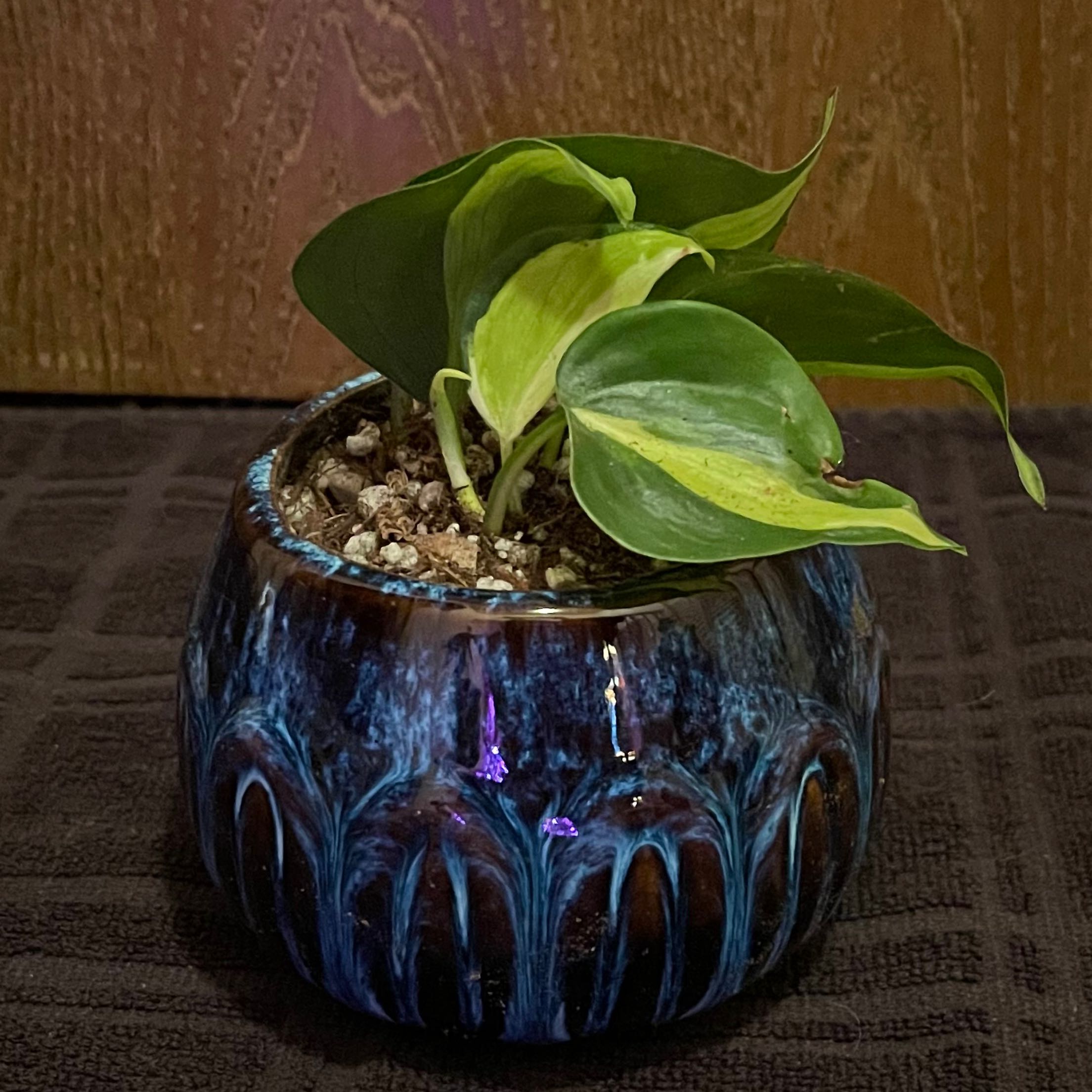 Philodendron 'Cream Splash' plant in a decorative pot with visible soil and healthy leaves.