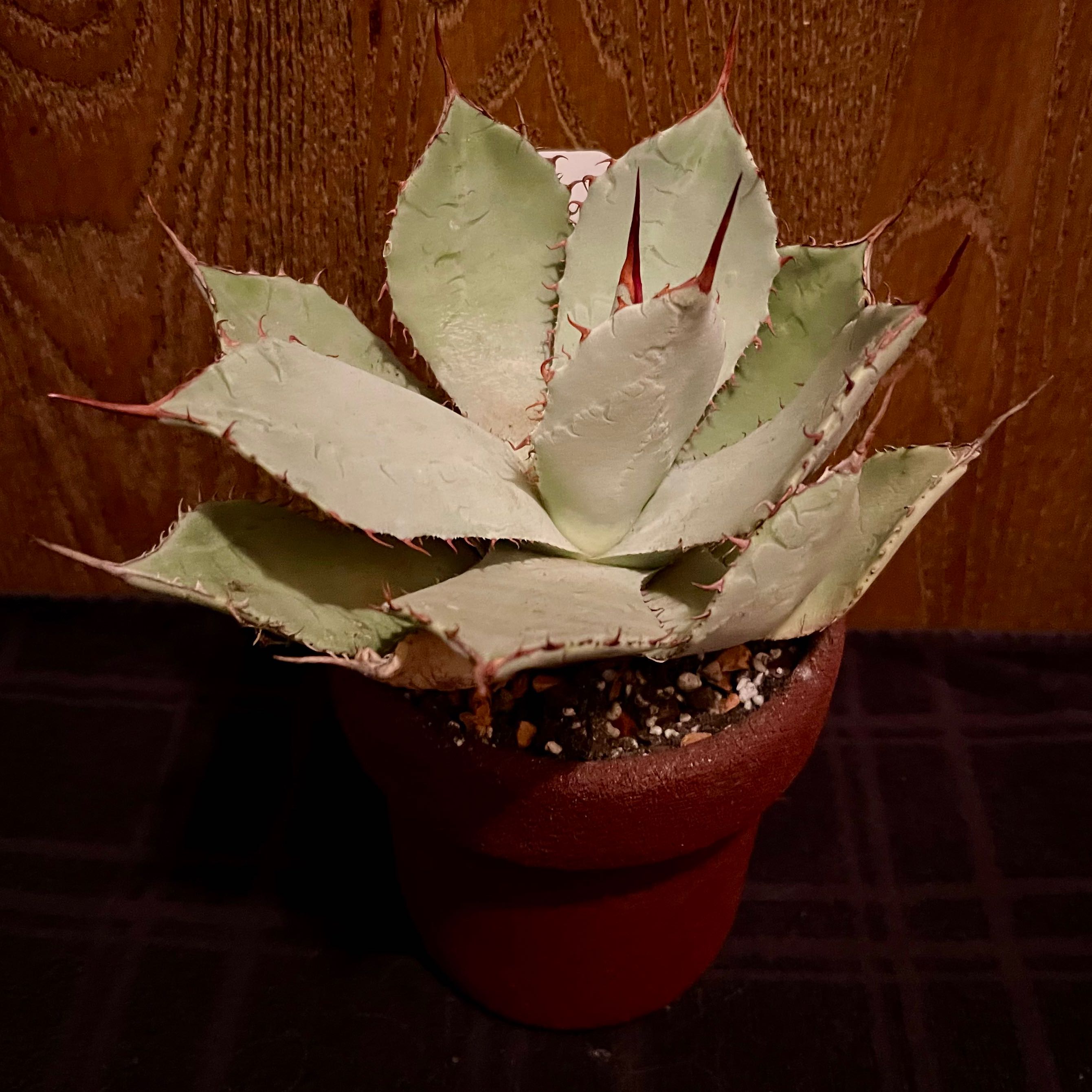 Photo of the plant species Mescal Ceniza by @riverzend named lit on Greg, the plant care app