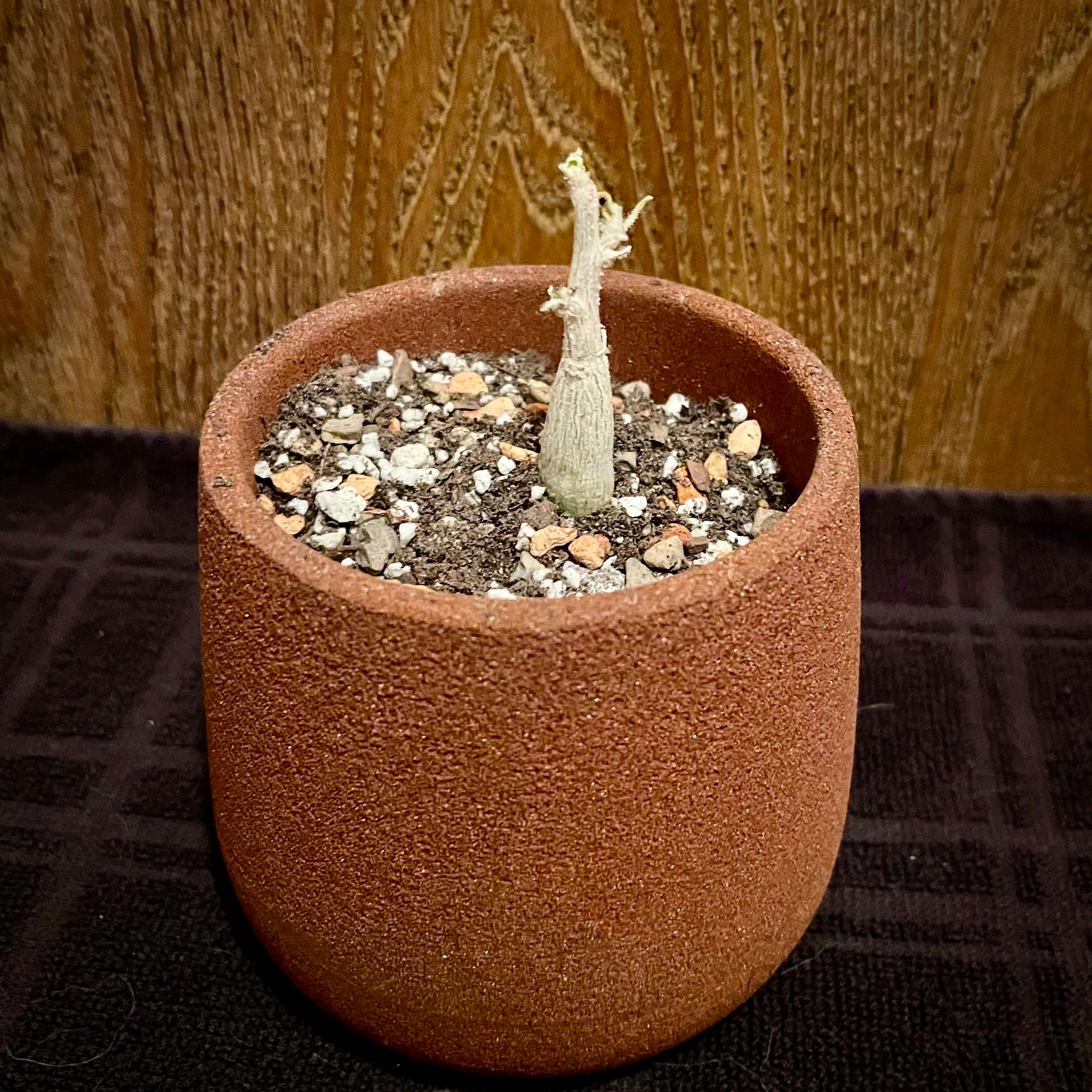Photo of the plant species Cucumber Tree by @riverzend named eyju on Greg, the plant care app