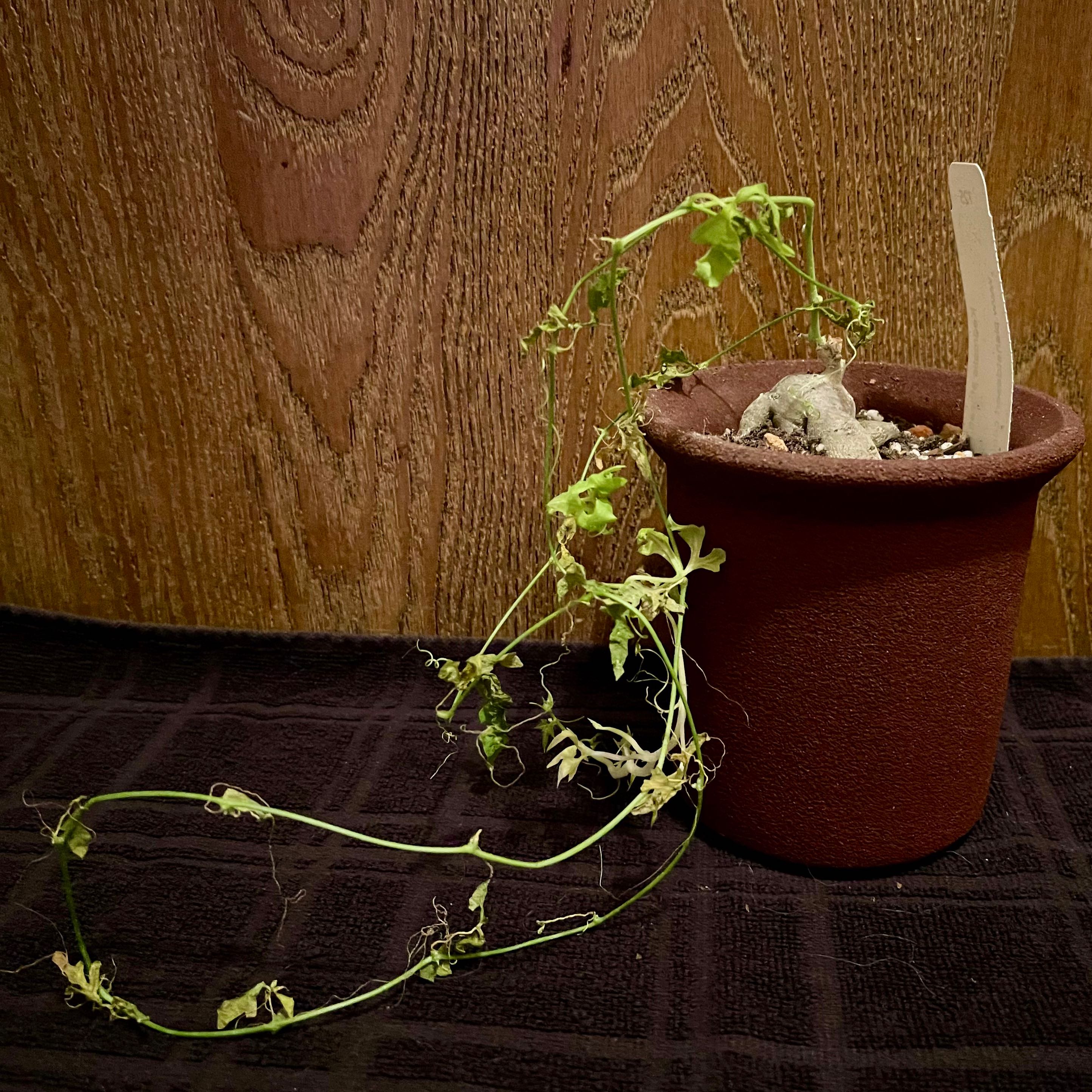 Photo of the plant species Baboon's Cucumber by @riverzend named bavían on Greg, the plant care app