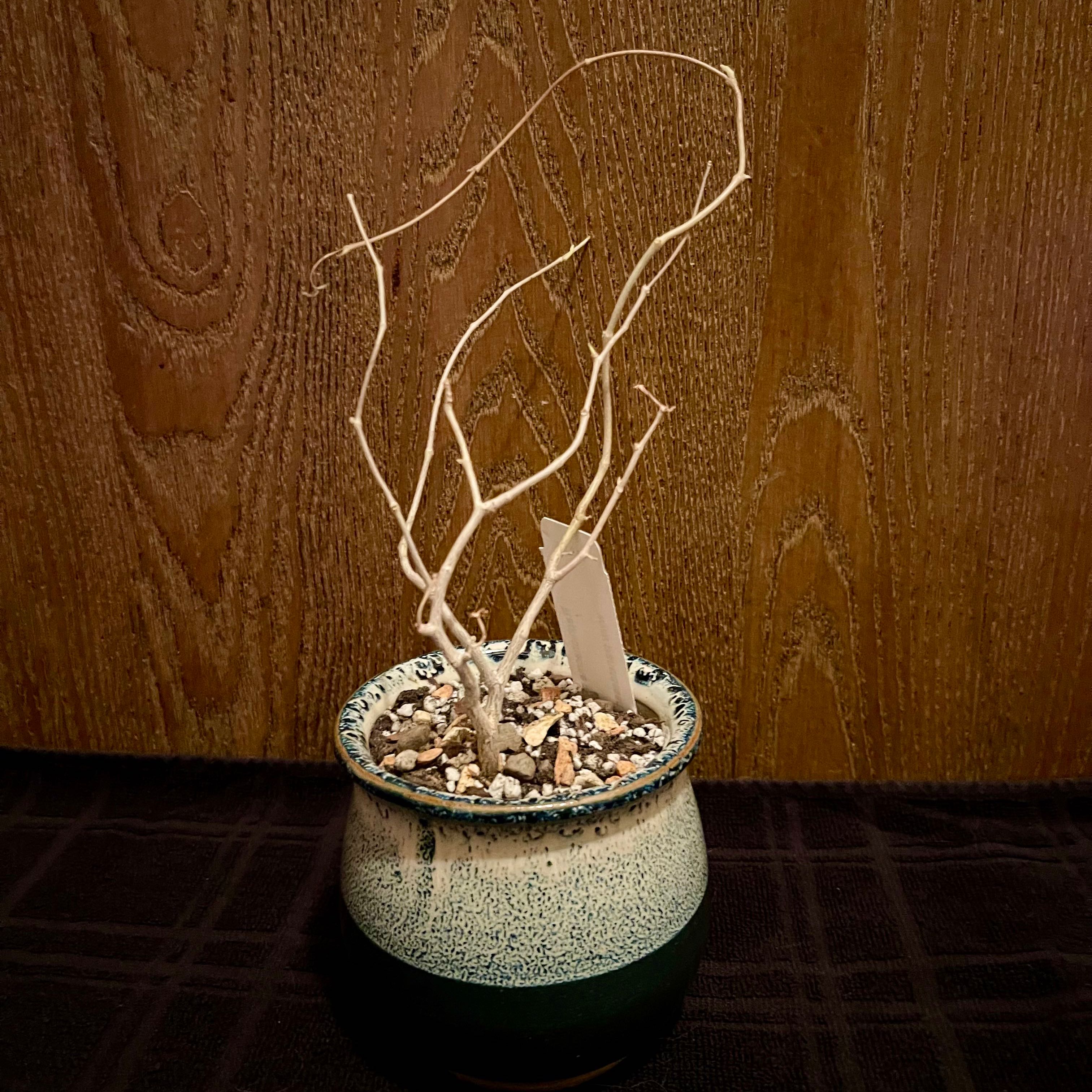 Photo of the plant species Raphionacme Monteiroi by @riverzend named zulu on Greg, the plant care app