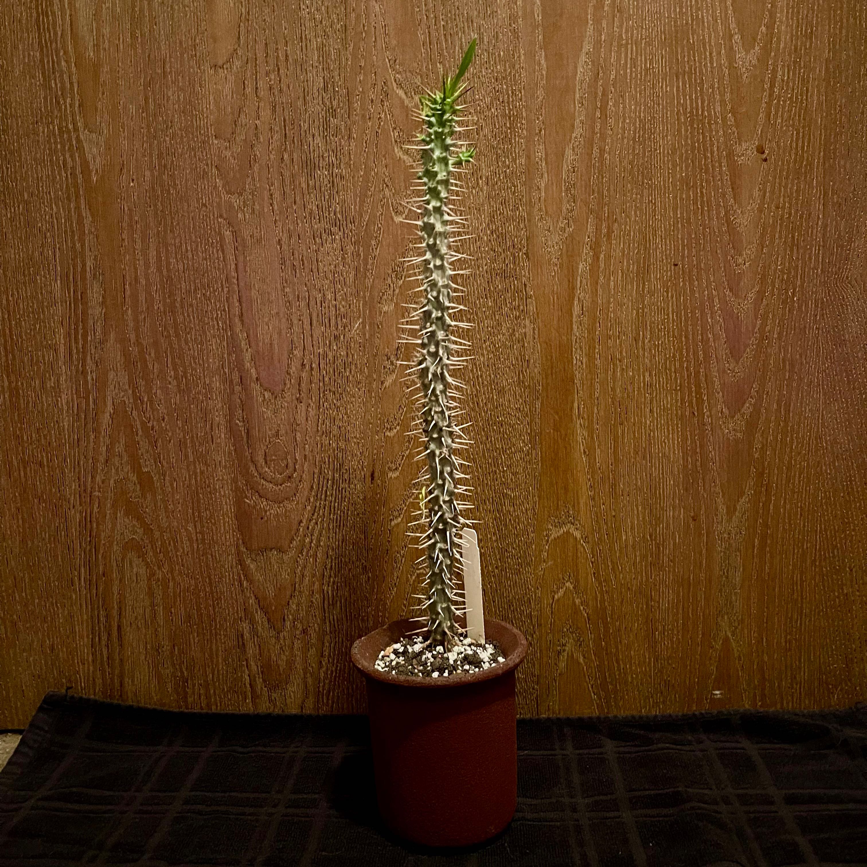 Photo of the plant species Euphorbia Analavelonensis by @riverzend named murica on Greg, the plant care app