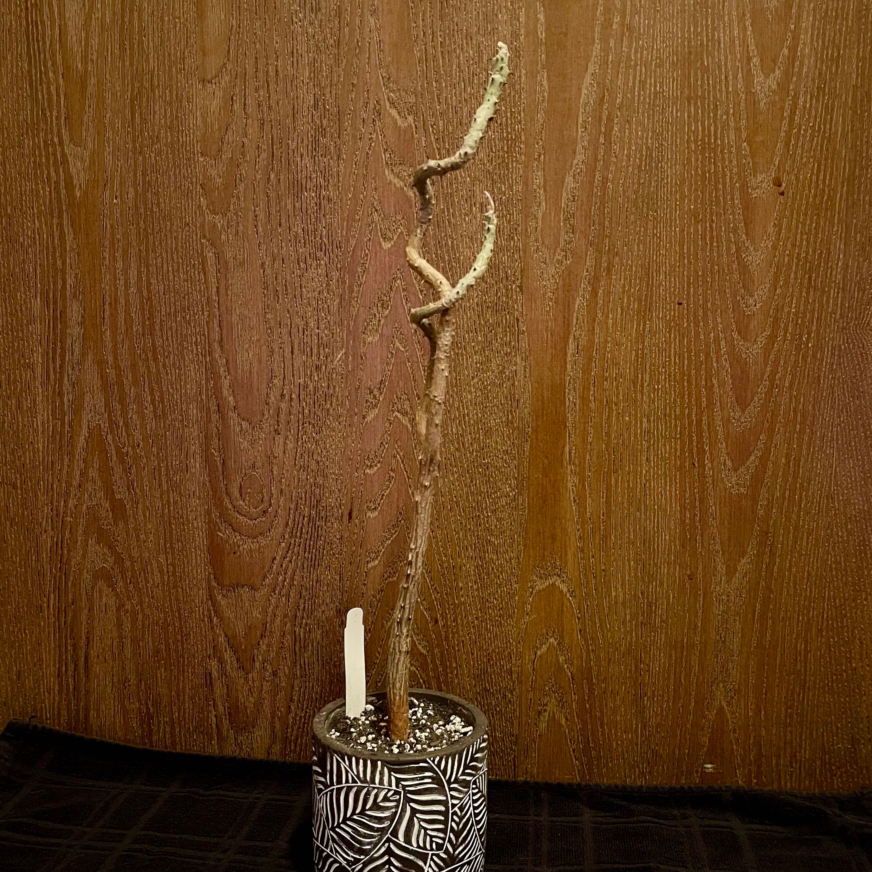 Photo of the plant species Madagascar Coral Tree by @riverzend named kóral on Greg, the plant care app