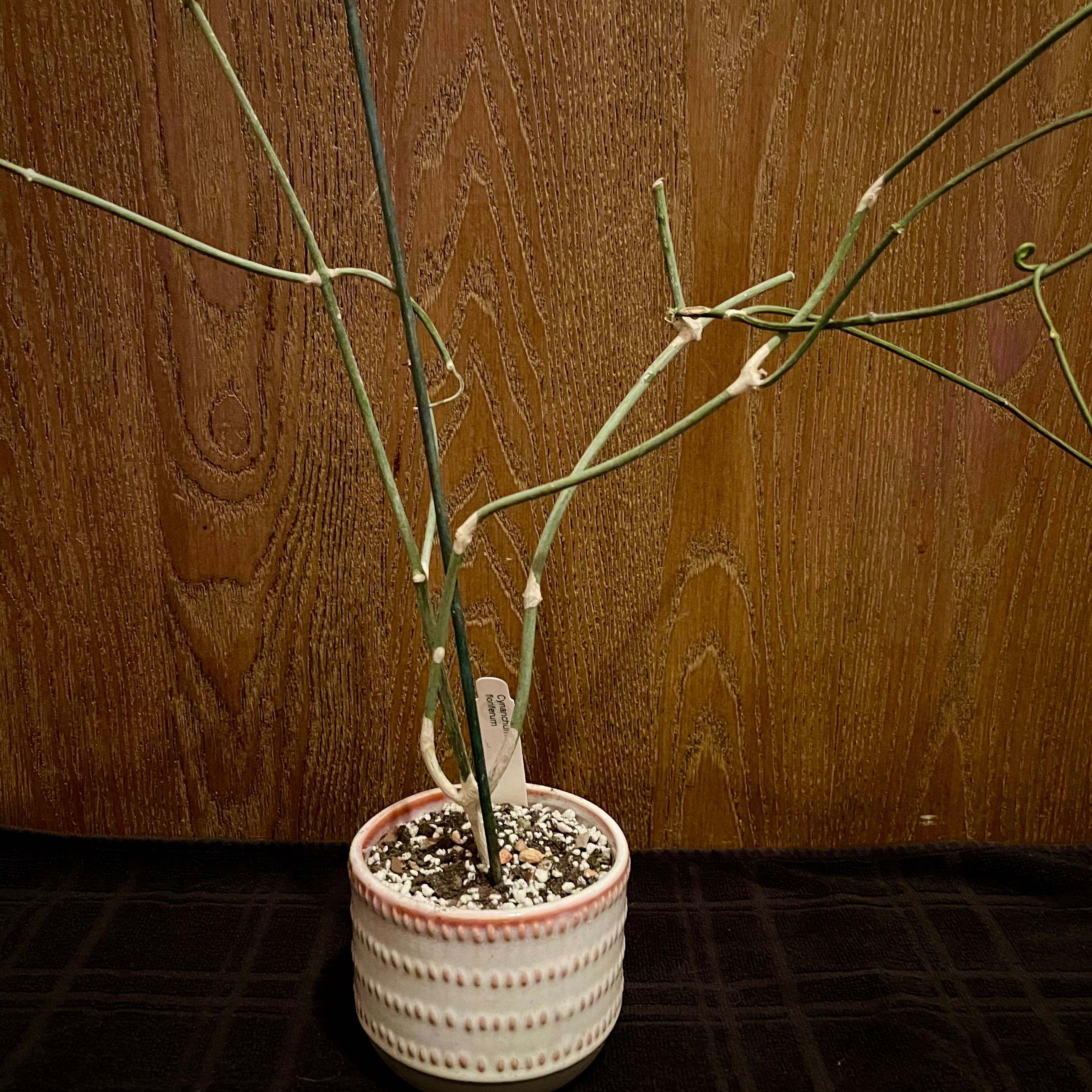 Photo of the plant species Cynanchum Floriferum by @riverzend named fergie on Greg, the plant care app