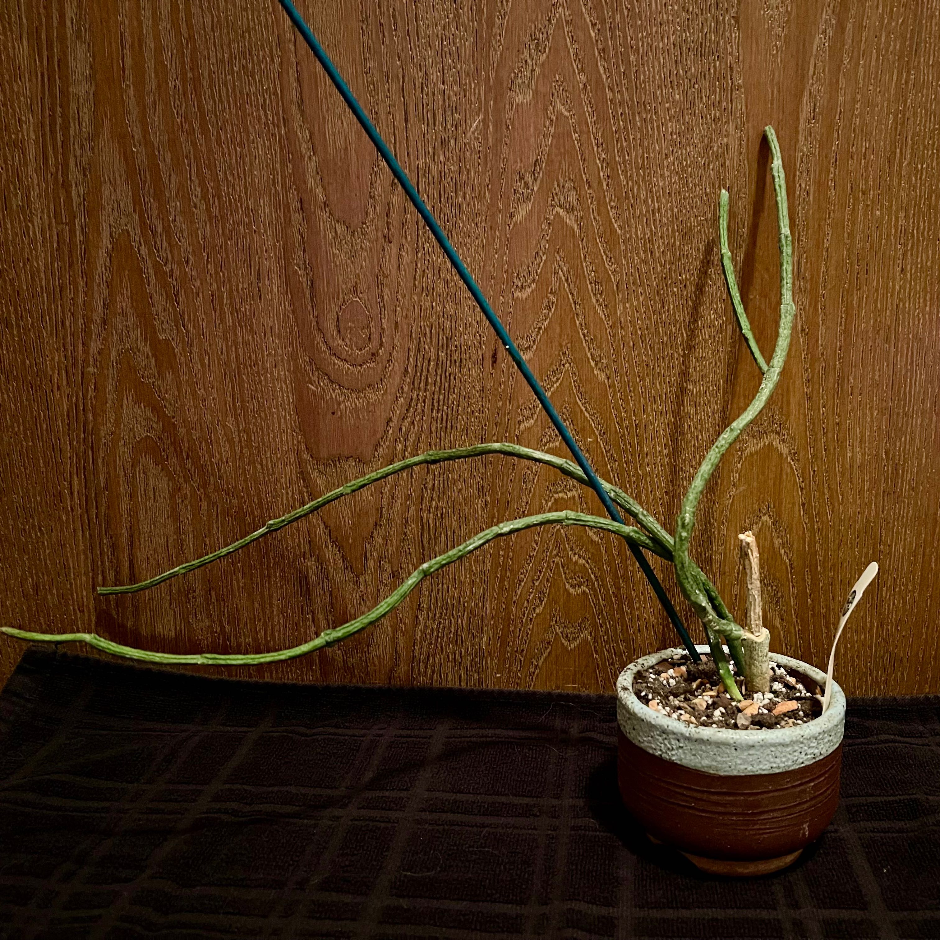 Photo of the plant species Cynanchum Perrieri by @riverzend named erik on Greg, the plant care app