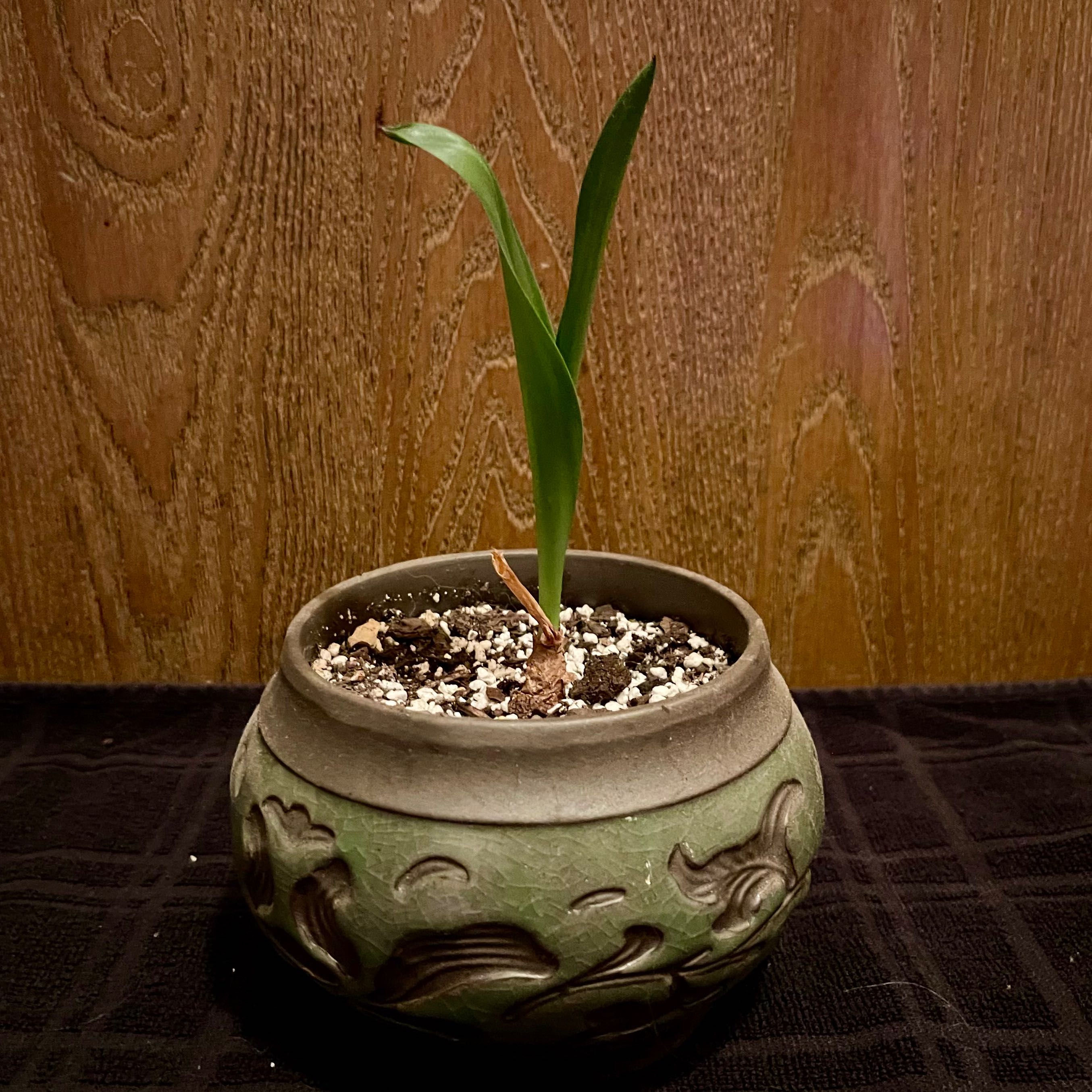 Photo of the plant species Mededicinal Squill by @riverzend named skvísa on Greg, the plant care app